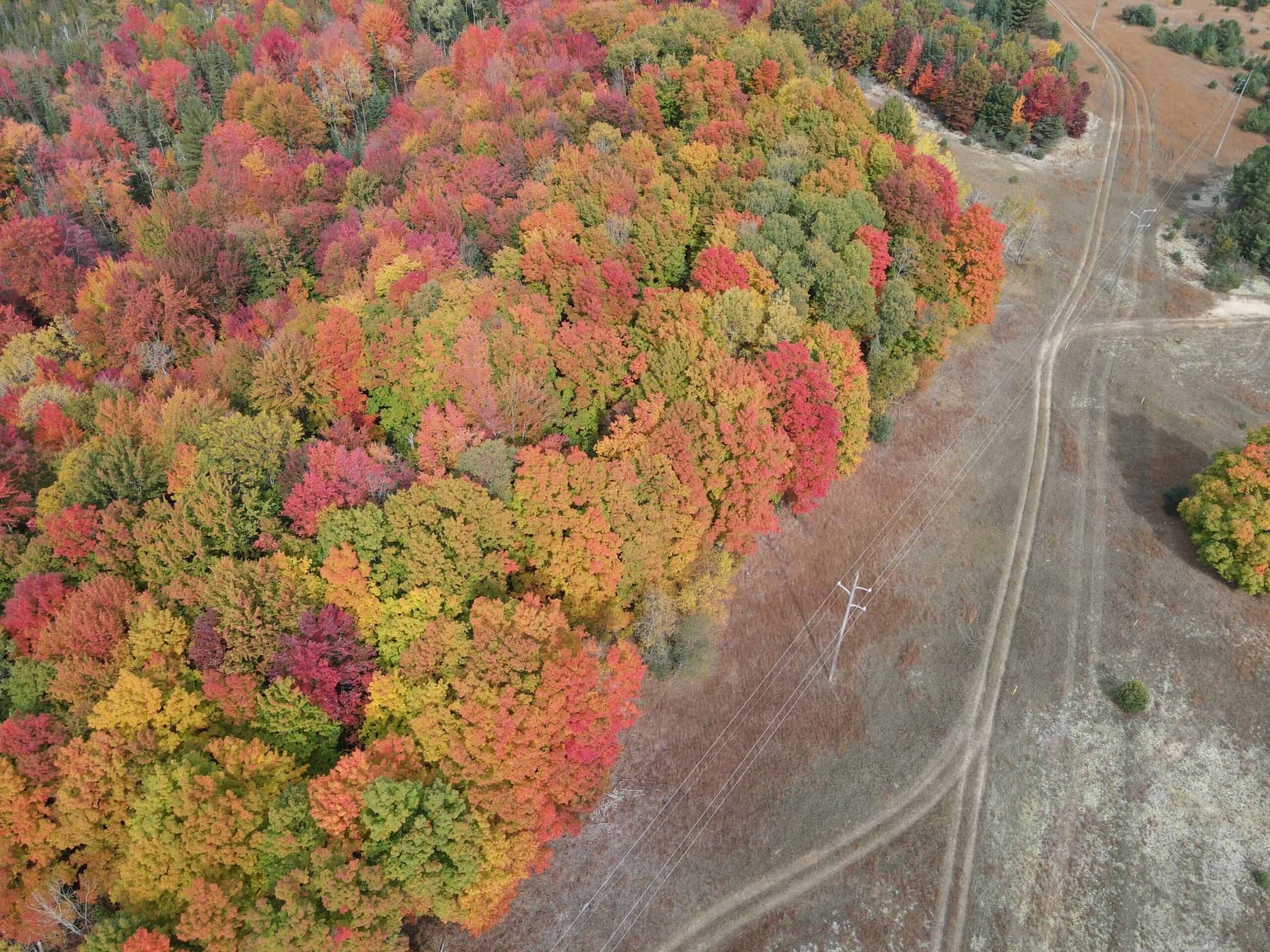 94 Acres of Prime Northern Michigan Land – Surveyed, Buildable, & Loaded with Wildlife