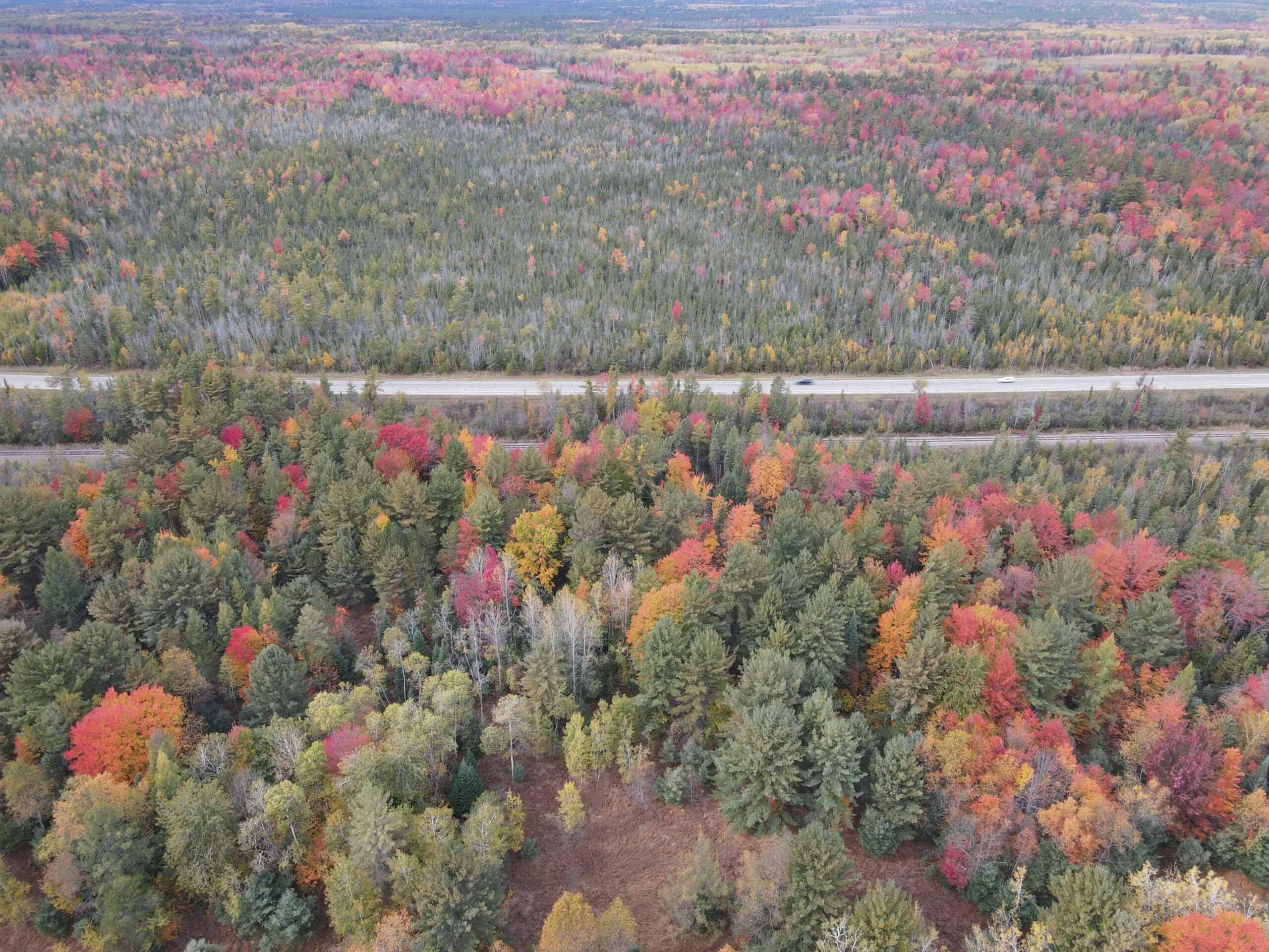 94 Acres of Prime Northern Michigan Land – Surveyed, Buildable, & Loaded with Wildlife