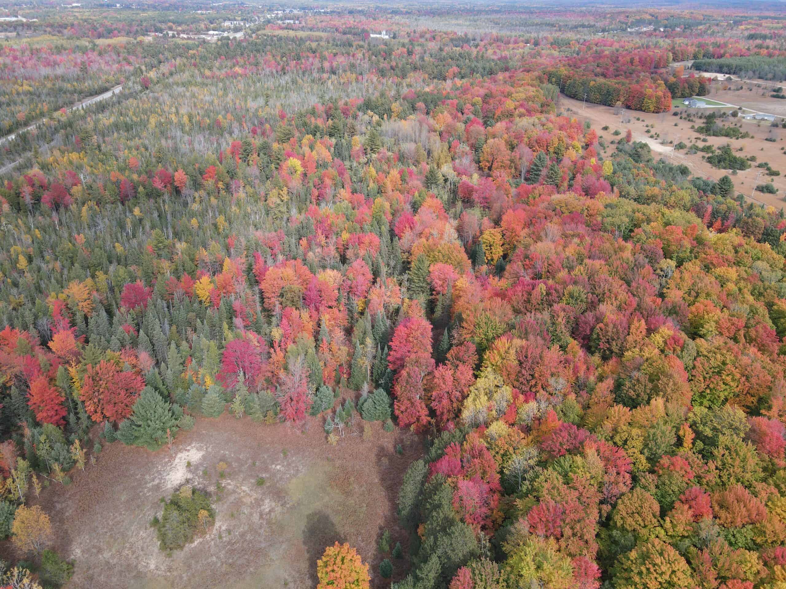 94 Acres of Prime Northern Michigan Land – Surveyed, Buildable, & Loaded with Wildlife