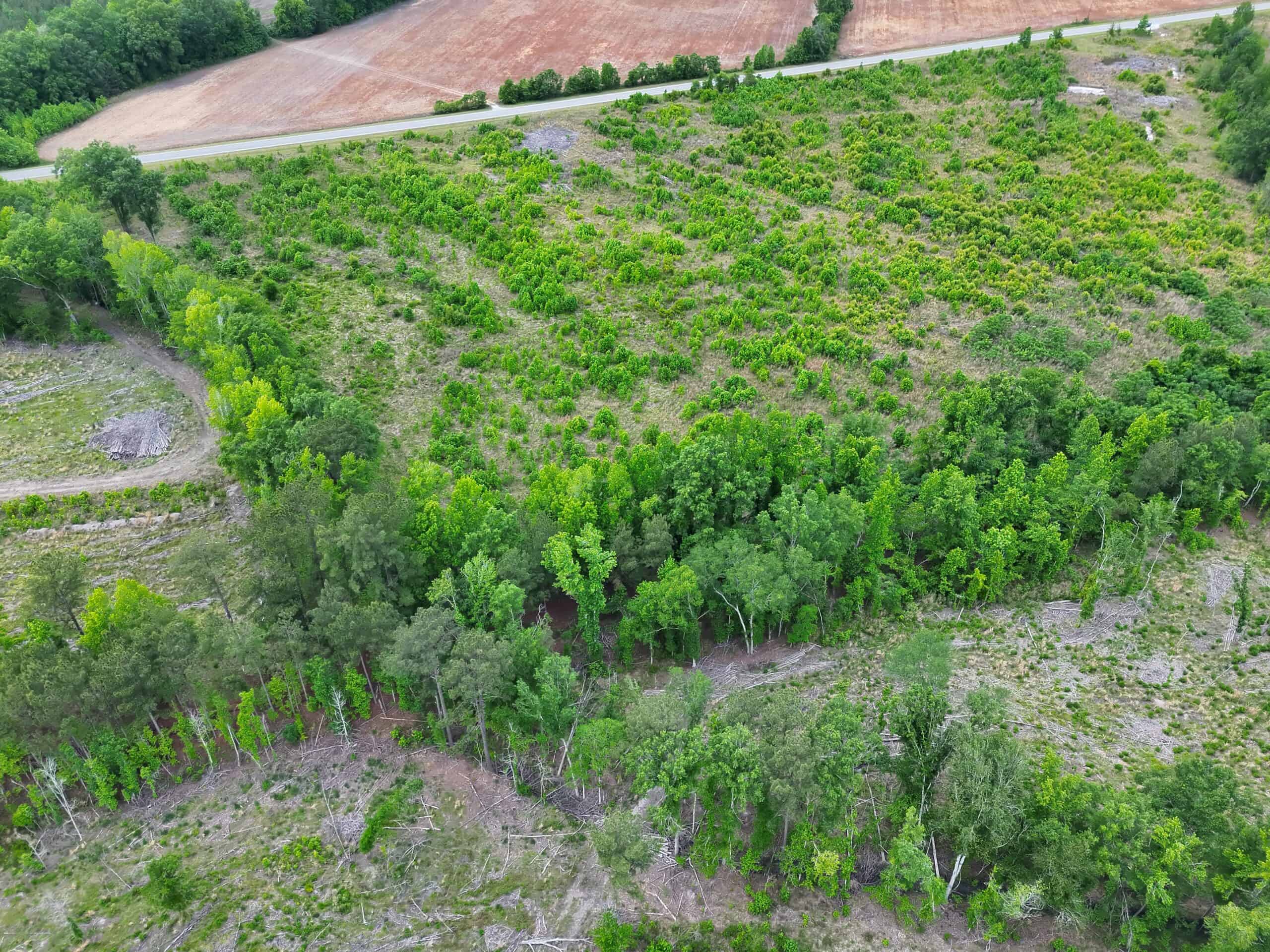 25 acres in Denmark on Voorhees Hwy