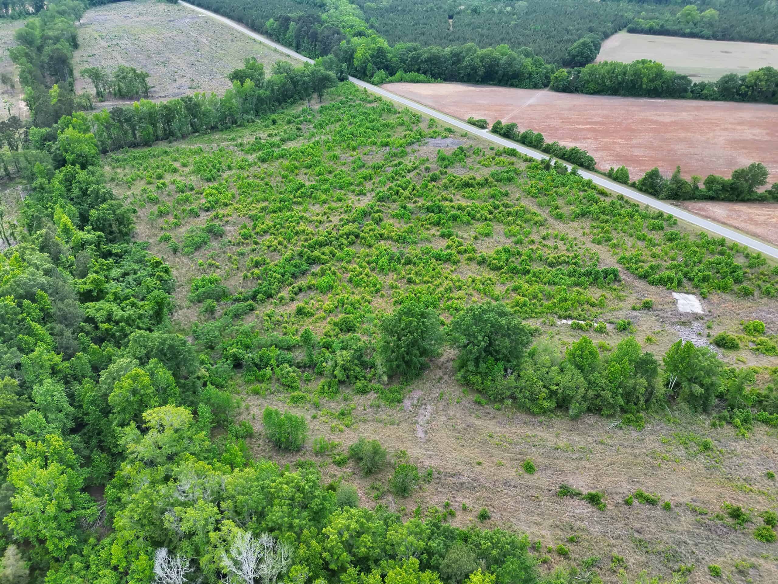 25 acres in Denmark on Voorhees Hwy