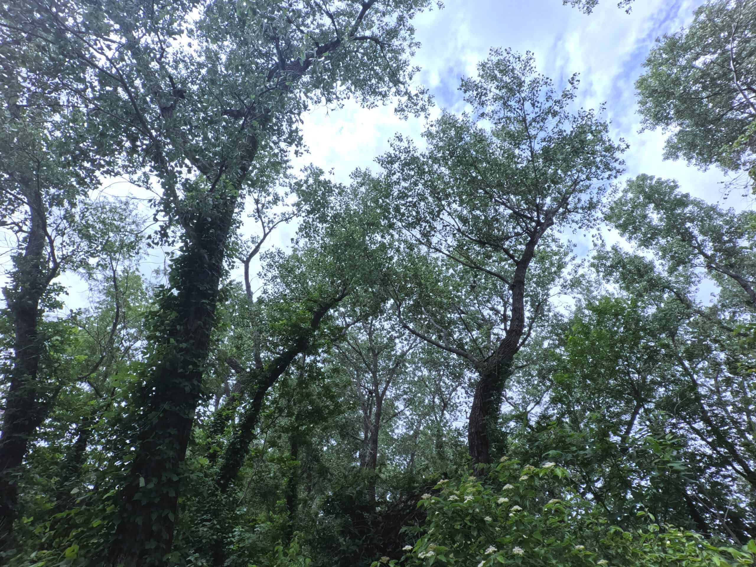 Tranquil 80 acre Ranch, Cotton County Ok