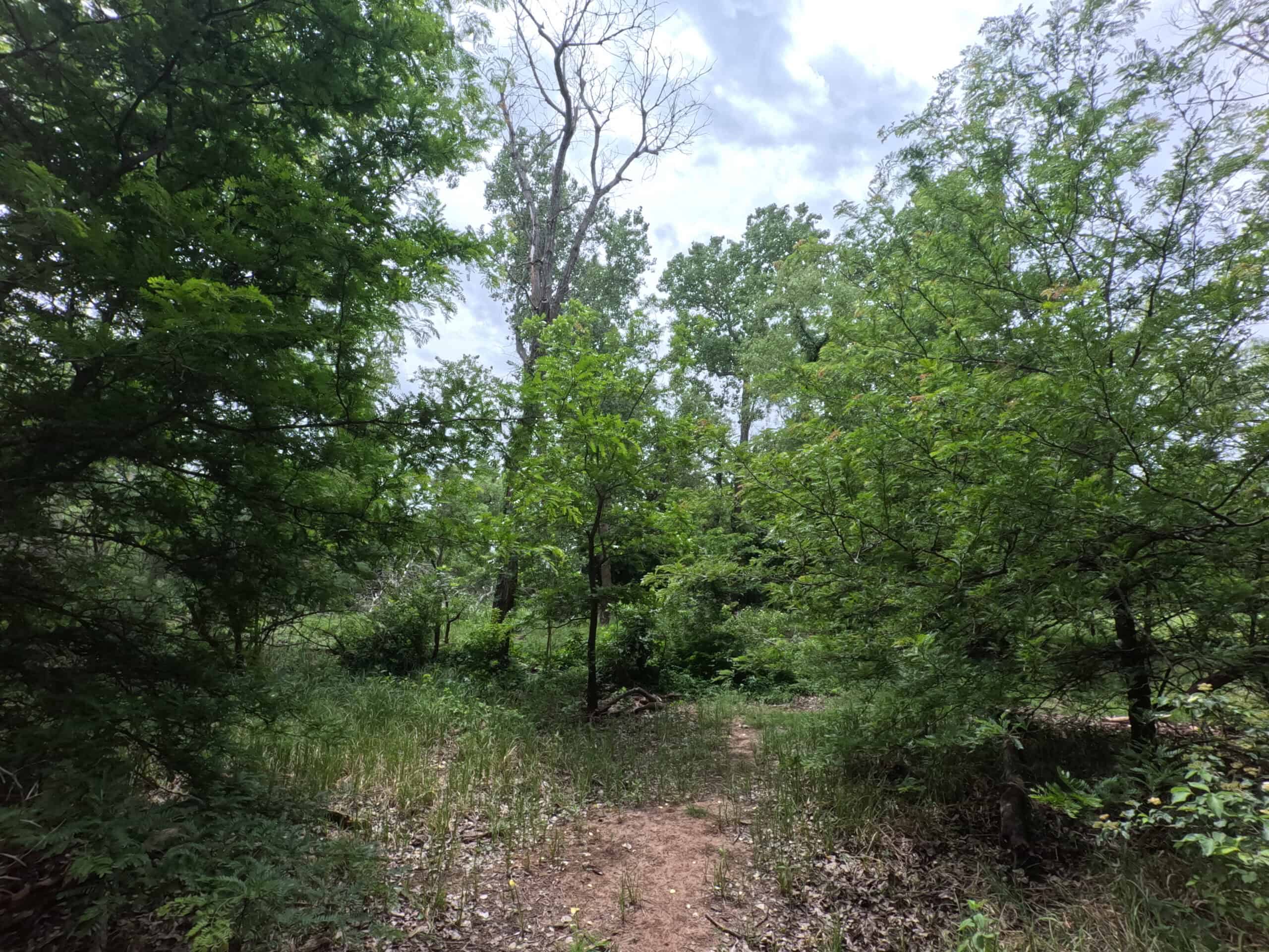 Tranquil 80 acre Ranch, Cotton County Ok