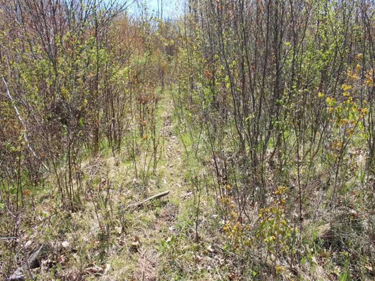 130 Acre Wisconsin Hunting Property for Sale in Marinette County WI