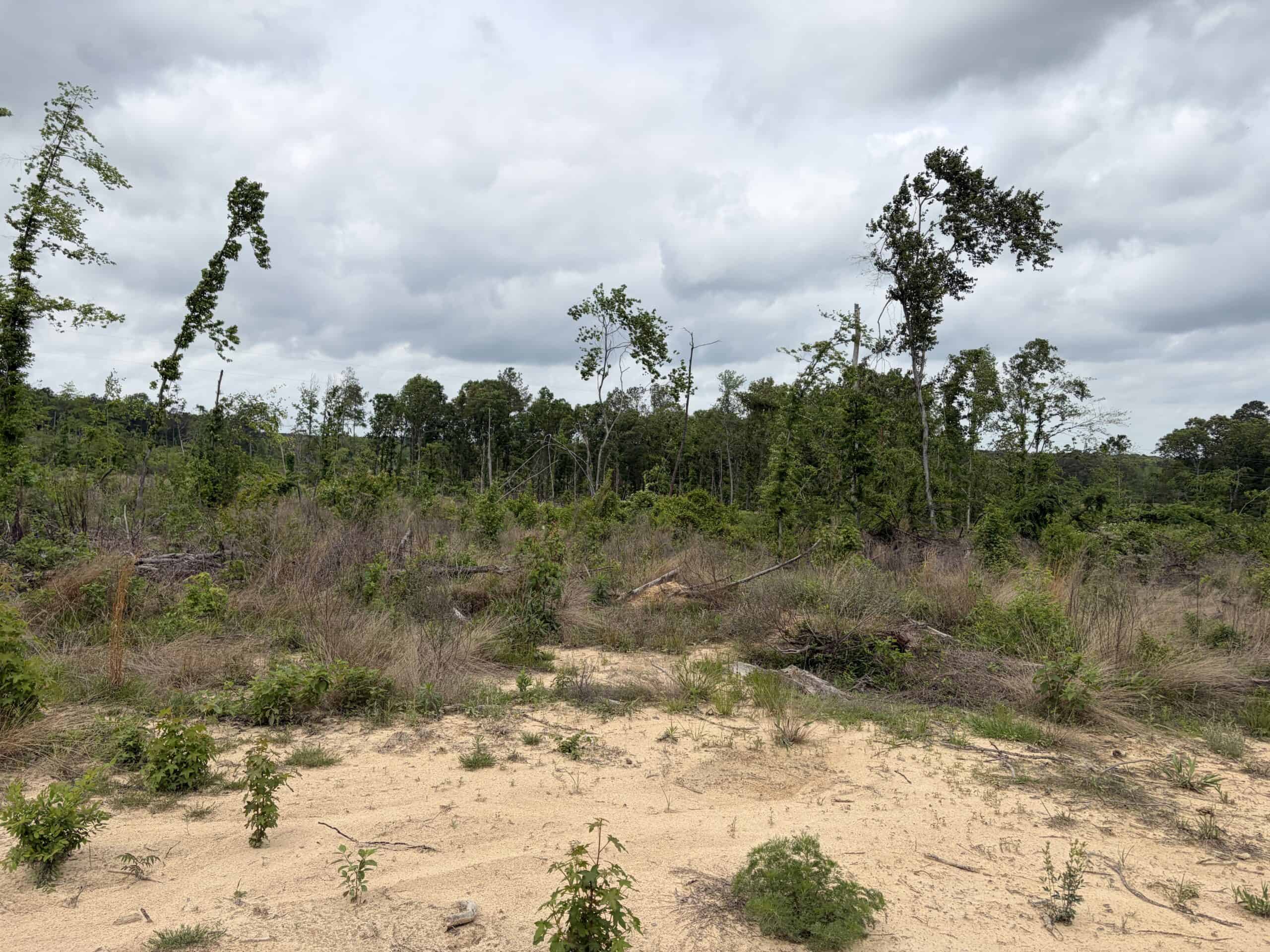 ±92 Acres Hunting & Timber Land in East TX