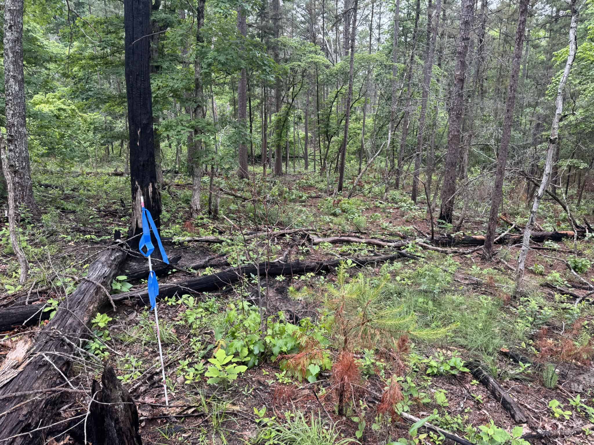 HUNTING LAND FOR SALE IN NORTH CENTRAL ARKANSAS