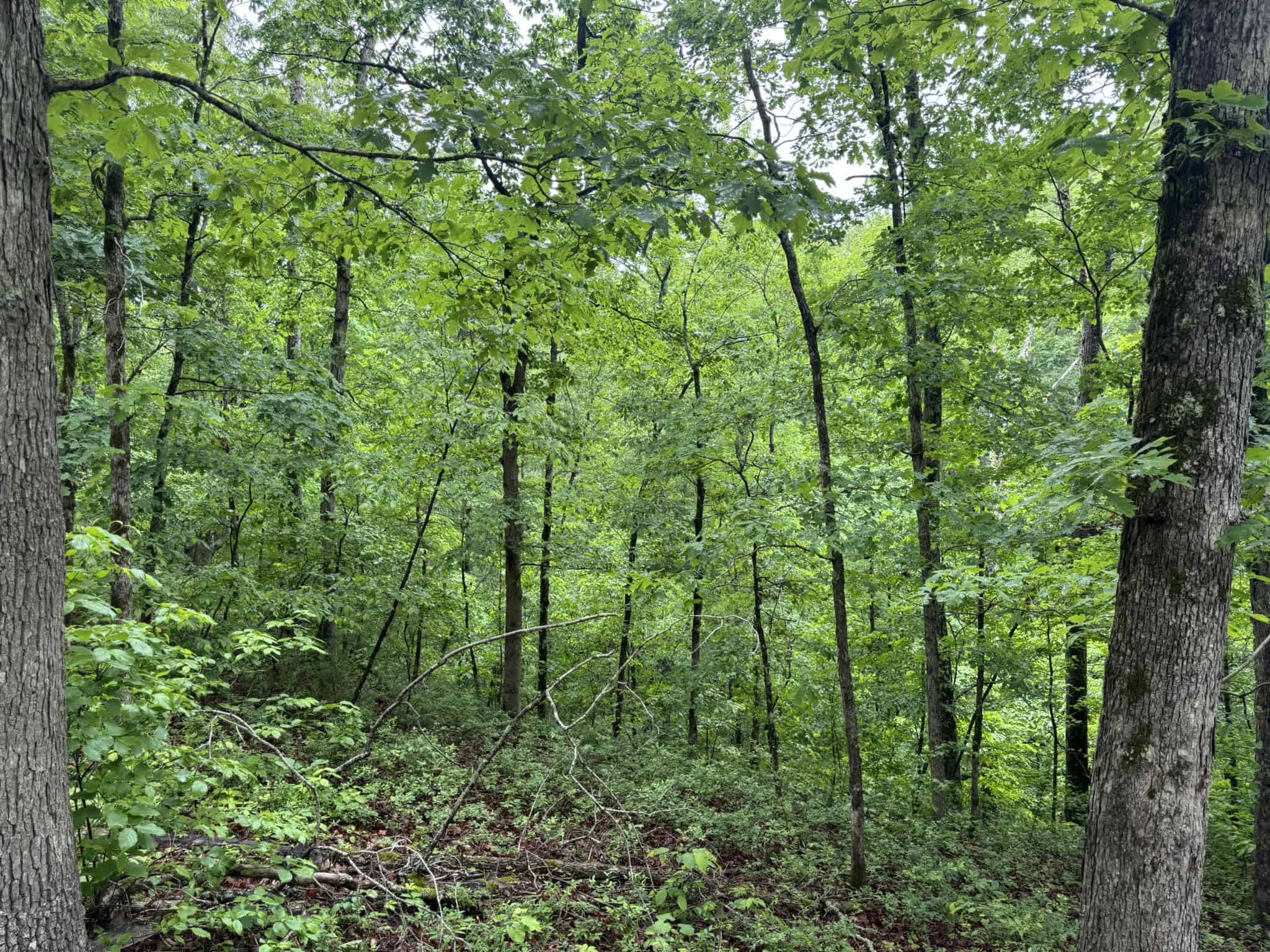 HUNTING LAND FOR SALE IN NORTH CENTRAL ARKANSAS