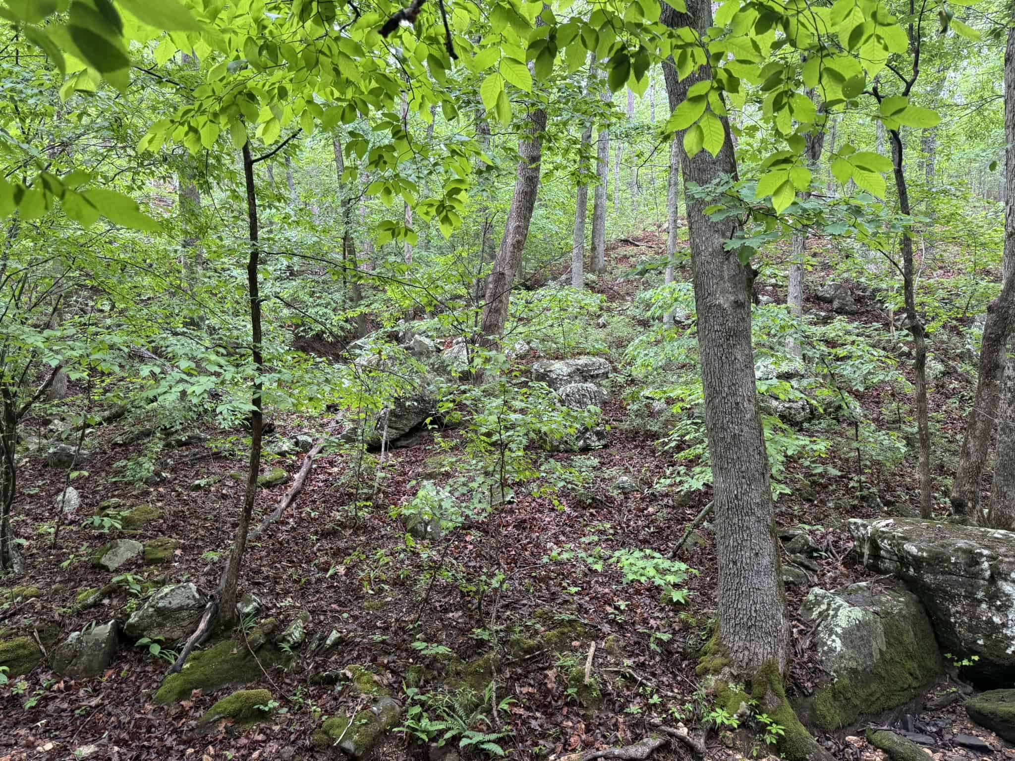 HUNTING LAND FOR SALE IN NORTH CENTRAL ARKANSAS