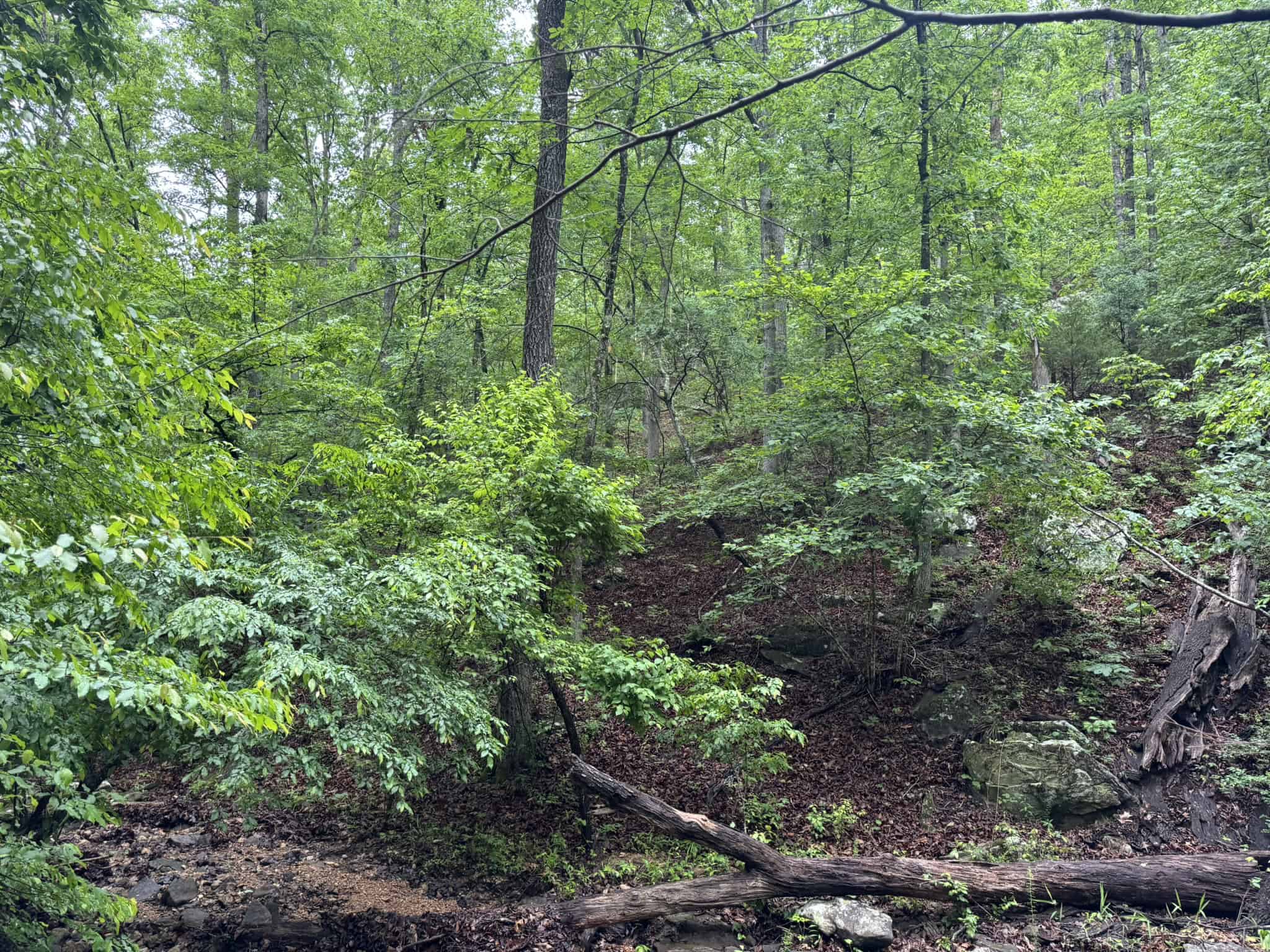 HUNTING LAND FOR SALE IN NORTH CENTRAL ARKANSAS