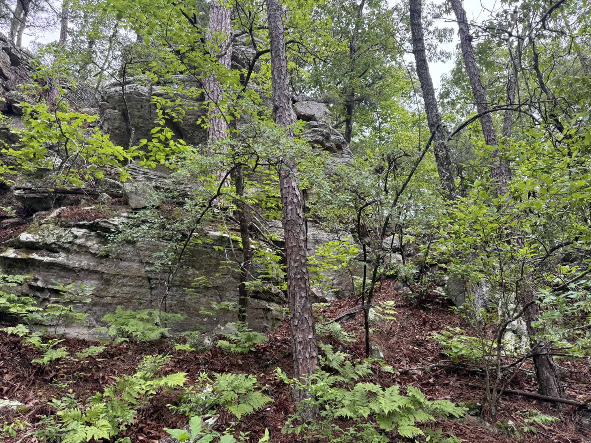 HUNTING LAND FOR SALE IN NORTH CENTRAL ARKANSAS
