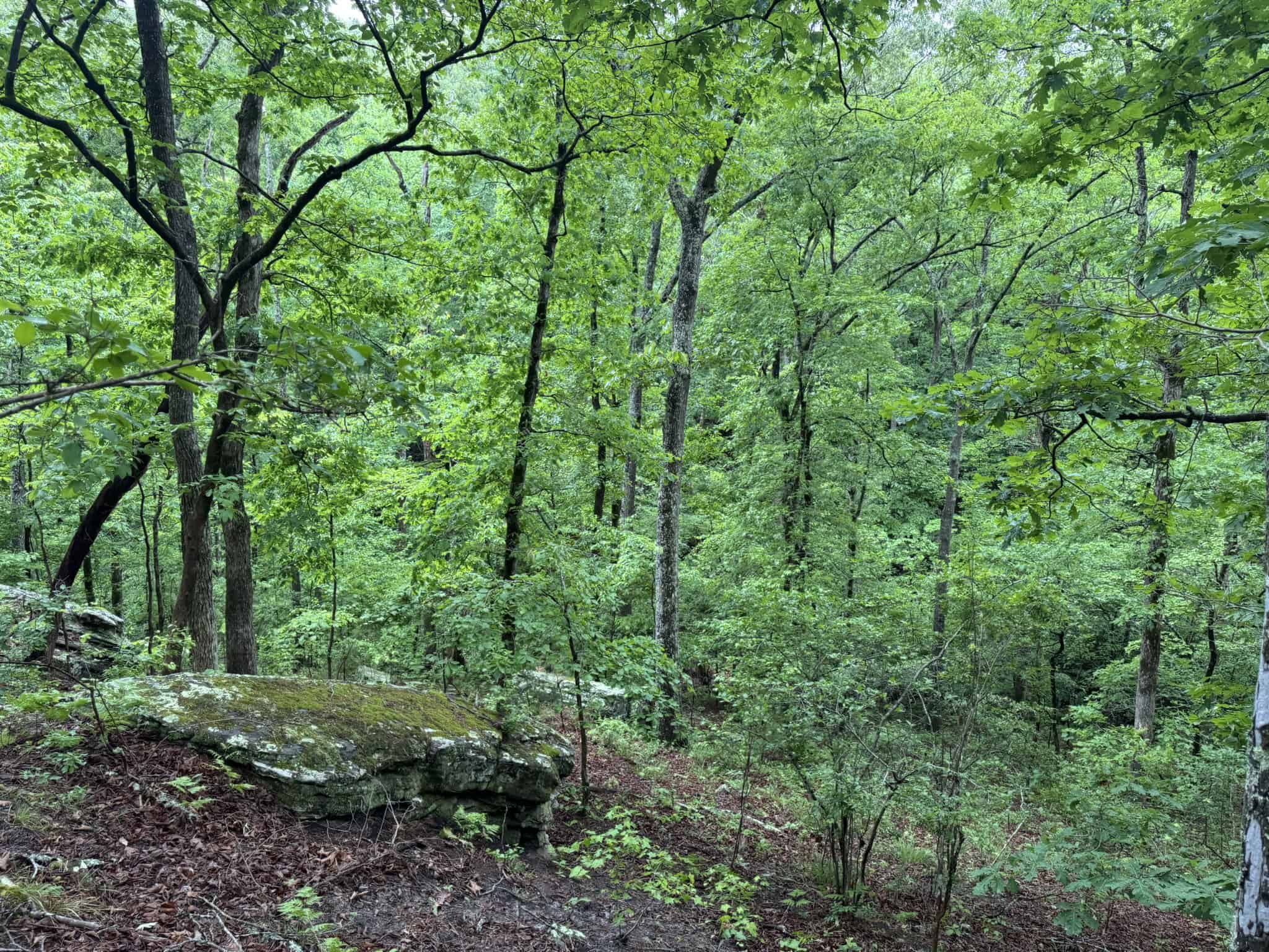 HUNTING LAND FOR SALE IN NORTH CENTRAL ARKANSAS