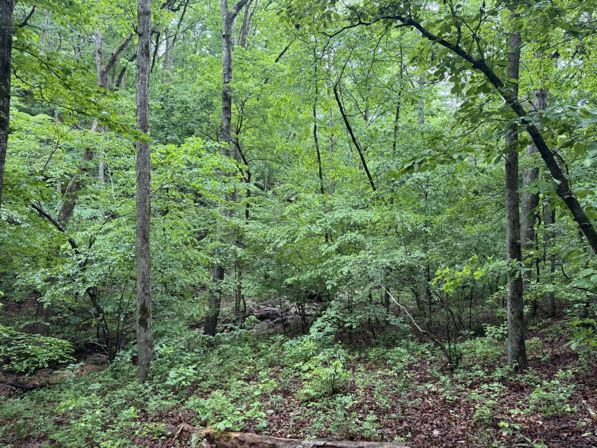 HUNTING LAND FOR SALE IN NORTH CENTRAL ARKANSAS