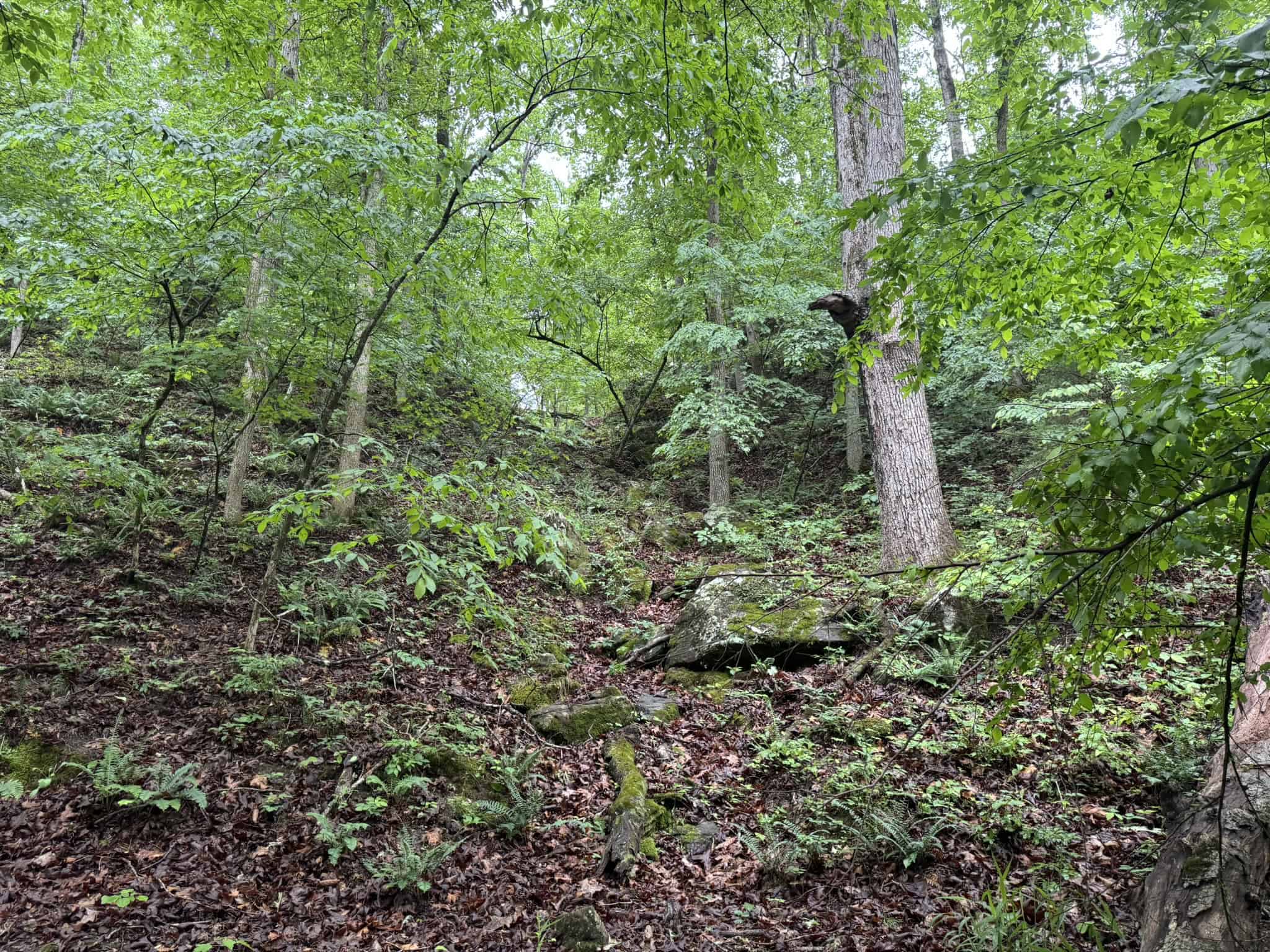 HUNTING LAND FOR SALE IN NORTH CENTRAL ARKANSAS