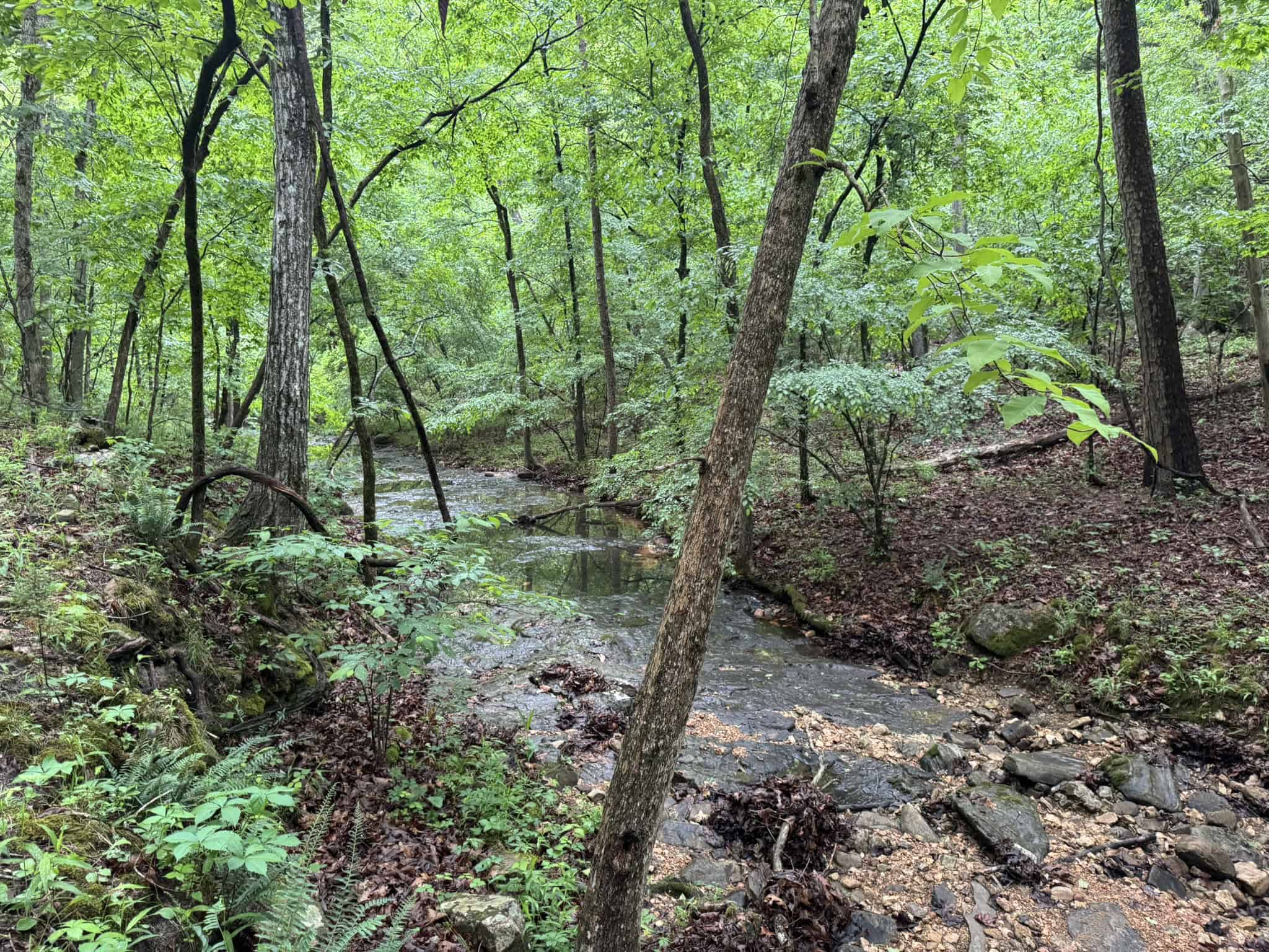 HUNTING LAND FOR SALE IN NORTH CENTRAL ARKANSAS