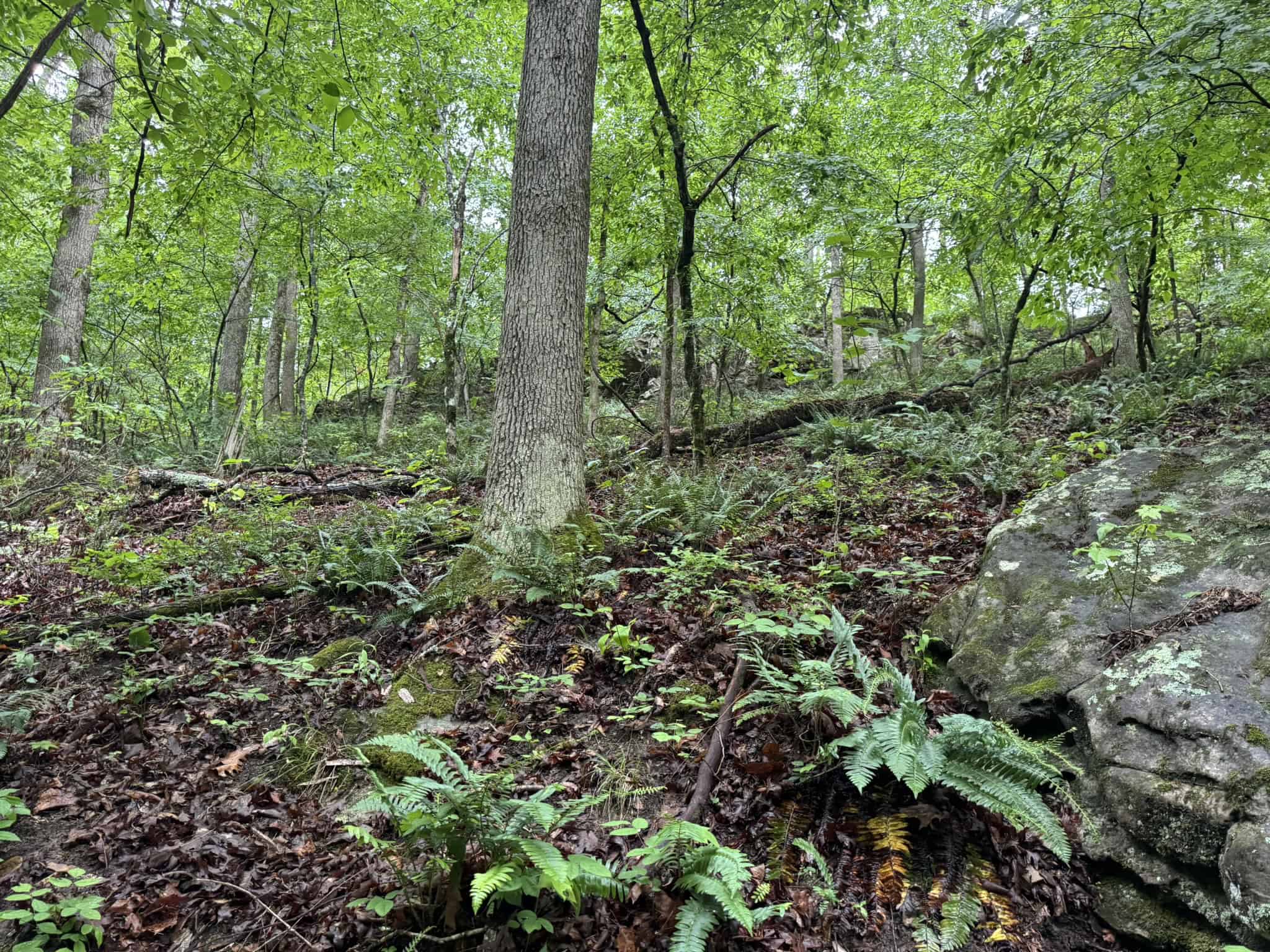 HUNTING LAND FOR SALE IN NORTH CENTRAL ARKANSAS