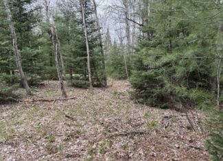 25+ Acres w/ Build Site + State Land Access – Hunt & Build in One Spot