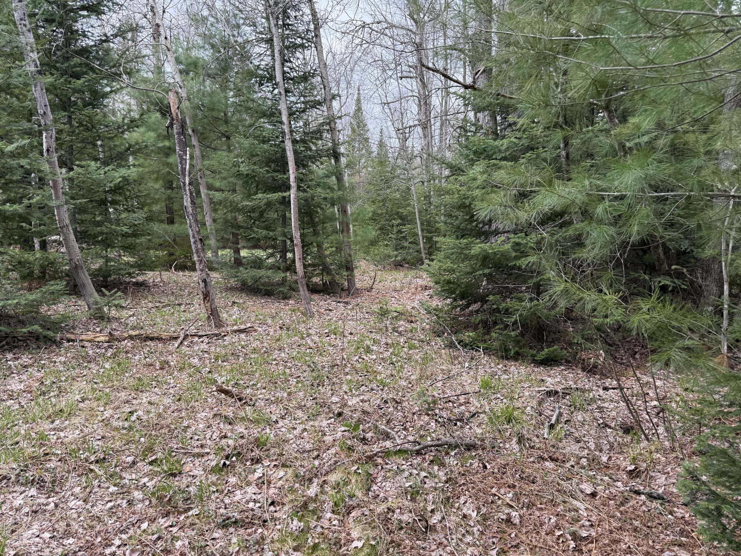 25+ Acres w/ Build Site + State Land Access – Hunt & Build in One Spot