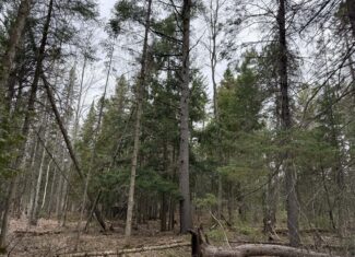 25+ Acres w/ Build Site + State Land Access – Hunt & Build in One Spot