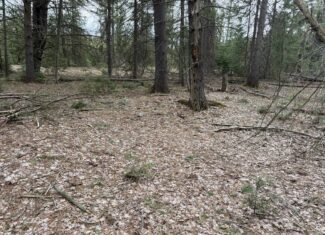 25+ Acres w/ Build Site + State Land Access – Hunt & Build in One Spot