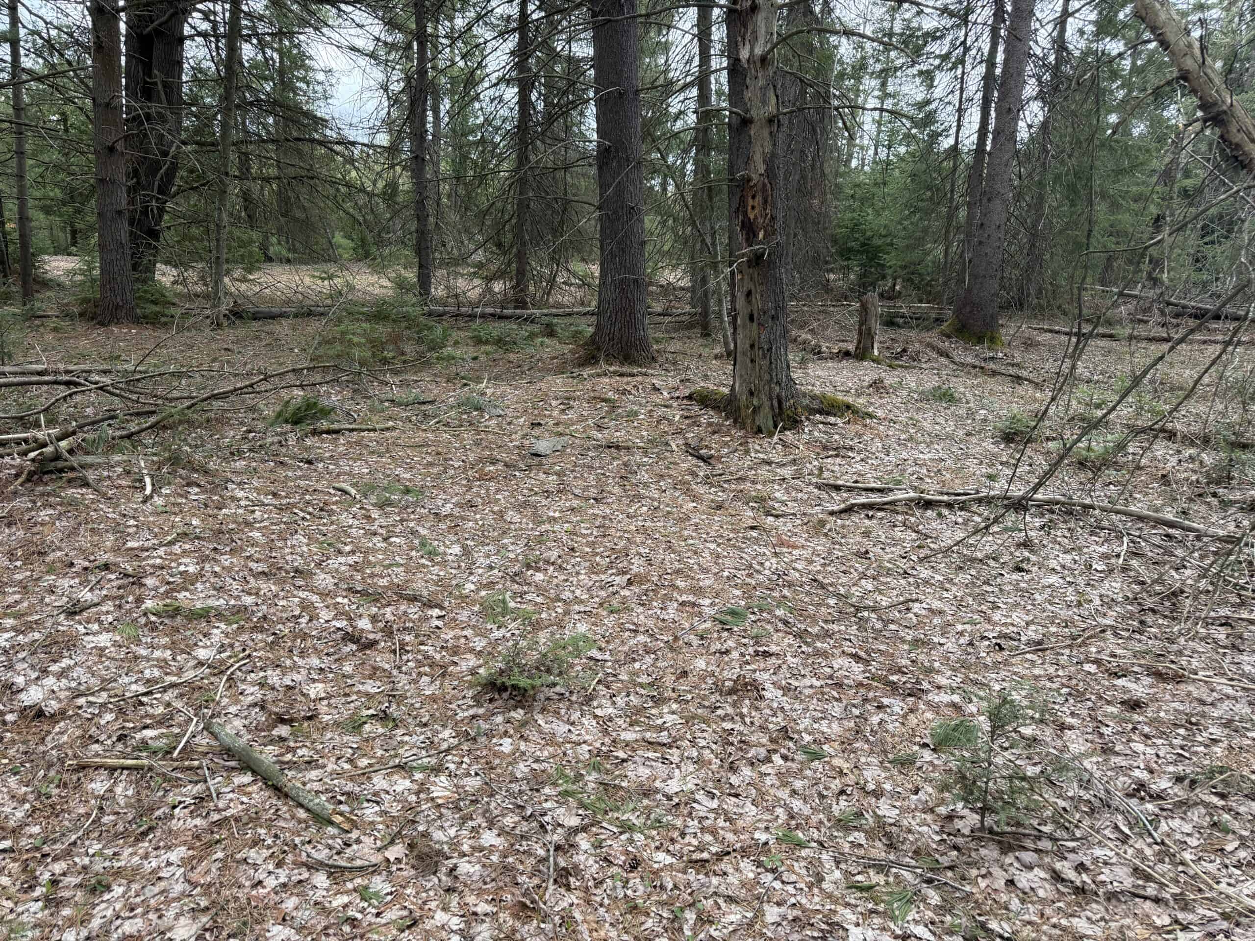 25+ Acres w/ Build Site + State Land Access – Hunt & Build in One Spot