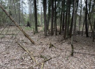 25+ Acres w/ Build Site + State Land Access – Hunt & Build in One Spot