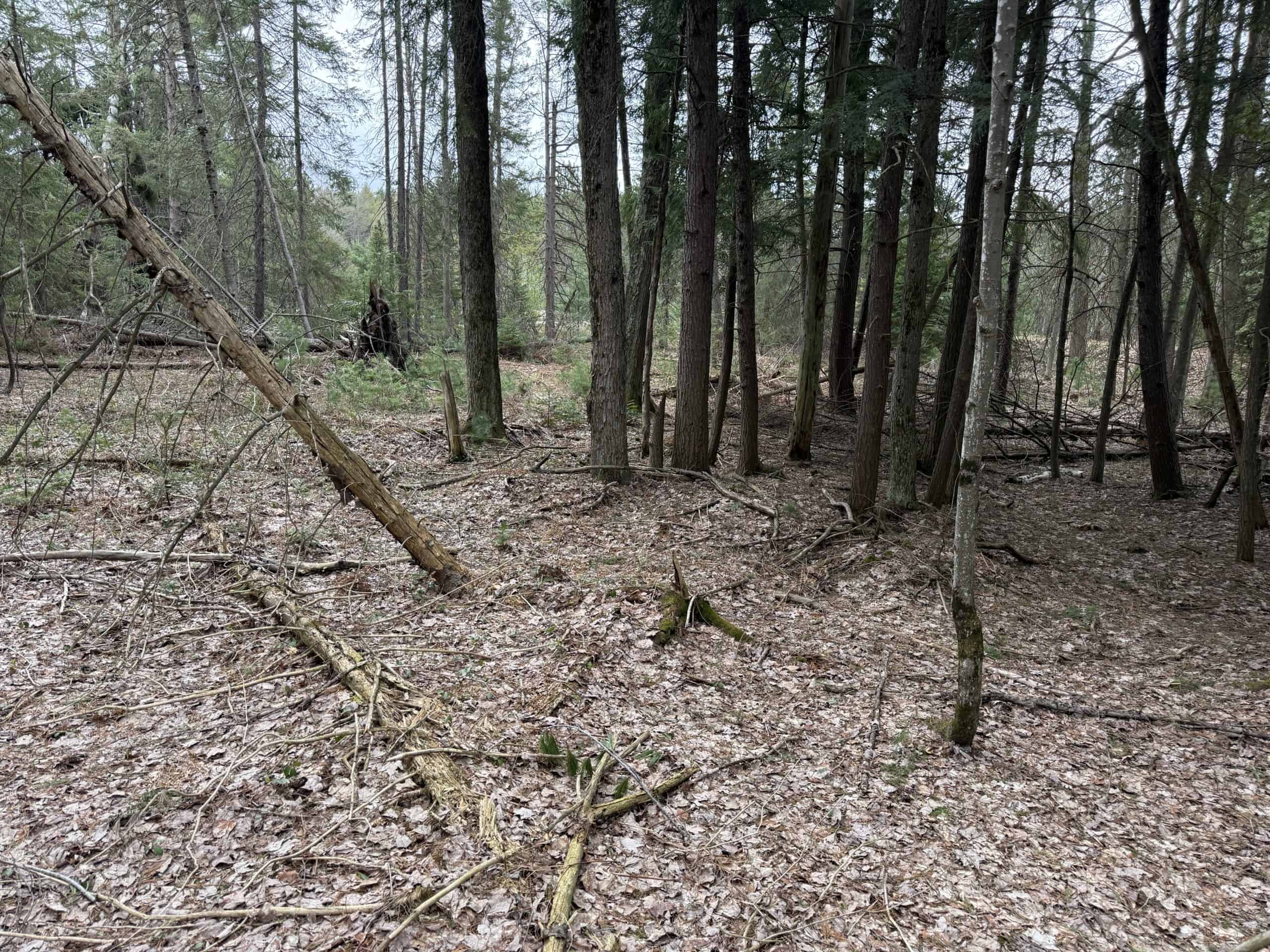 25+ Acres w/ Build Site + State Land Access – Hunt & Build in One Spot