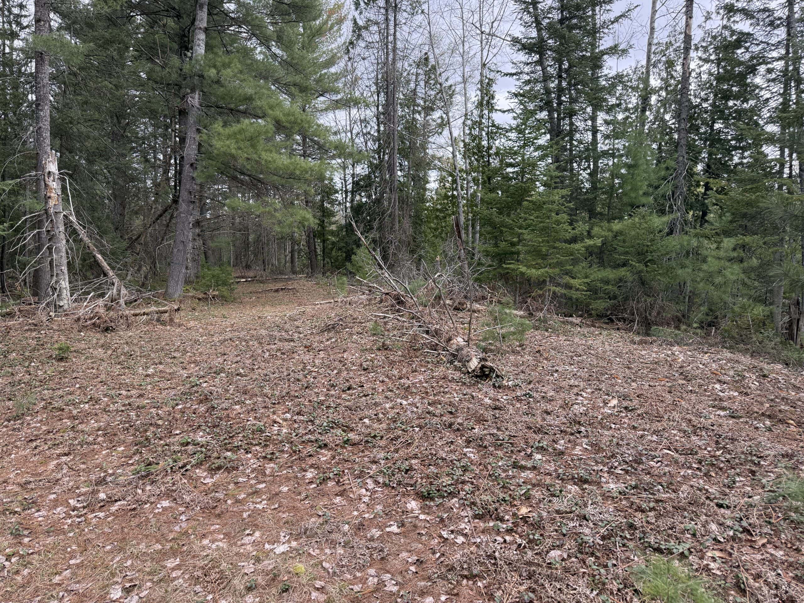 25+ Acres w/ Build Site + State Land Access – Hunt & Build in One Spot