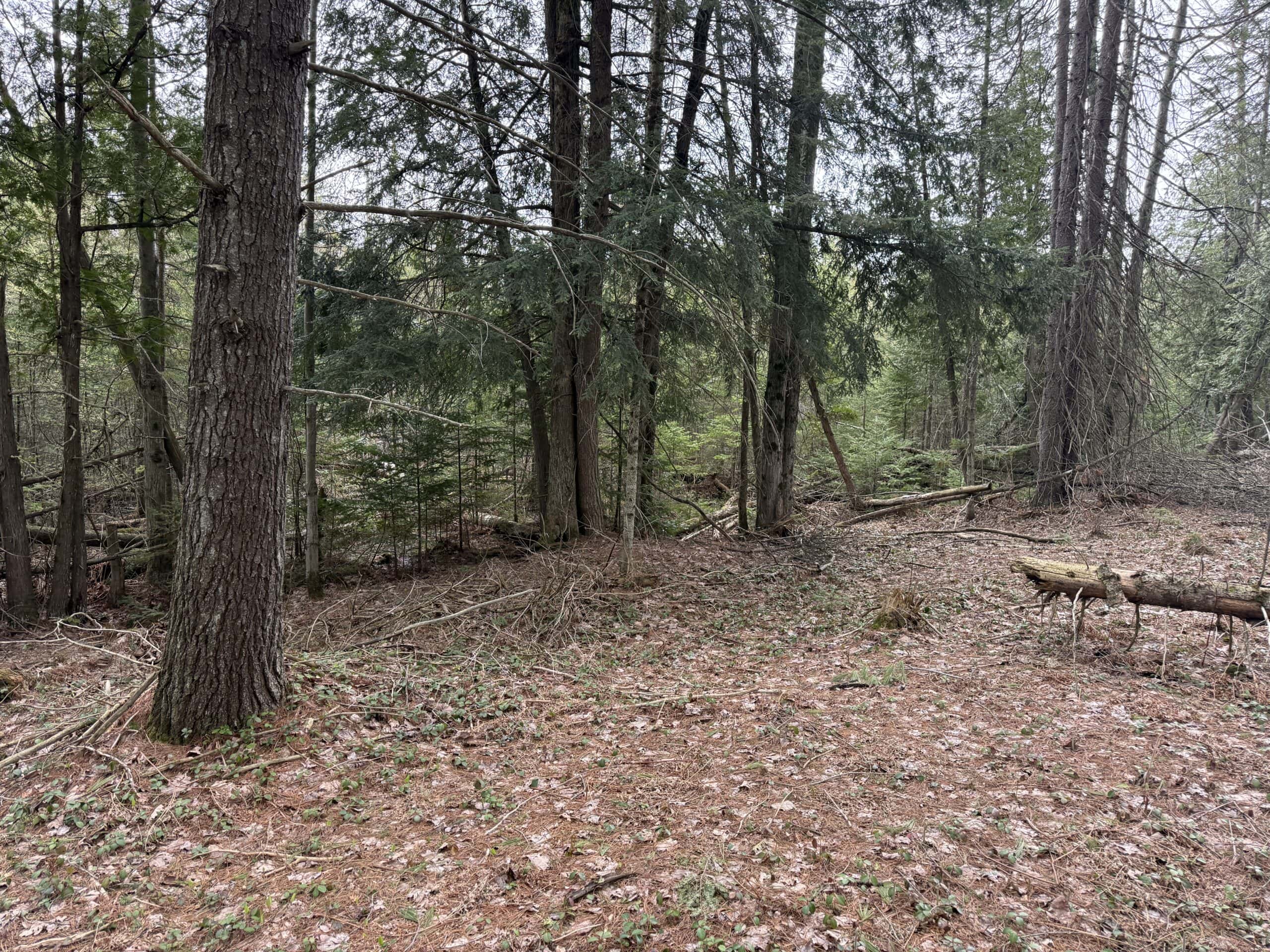 33.5 Acres – Ultimate Hunting Basecamp w/ US-131 Frontage + Direct State Land Access