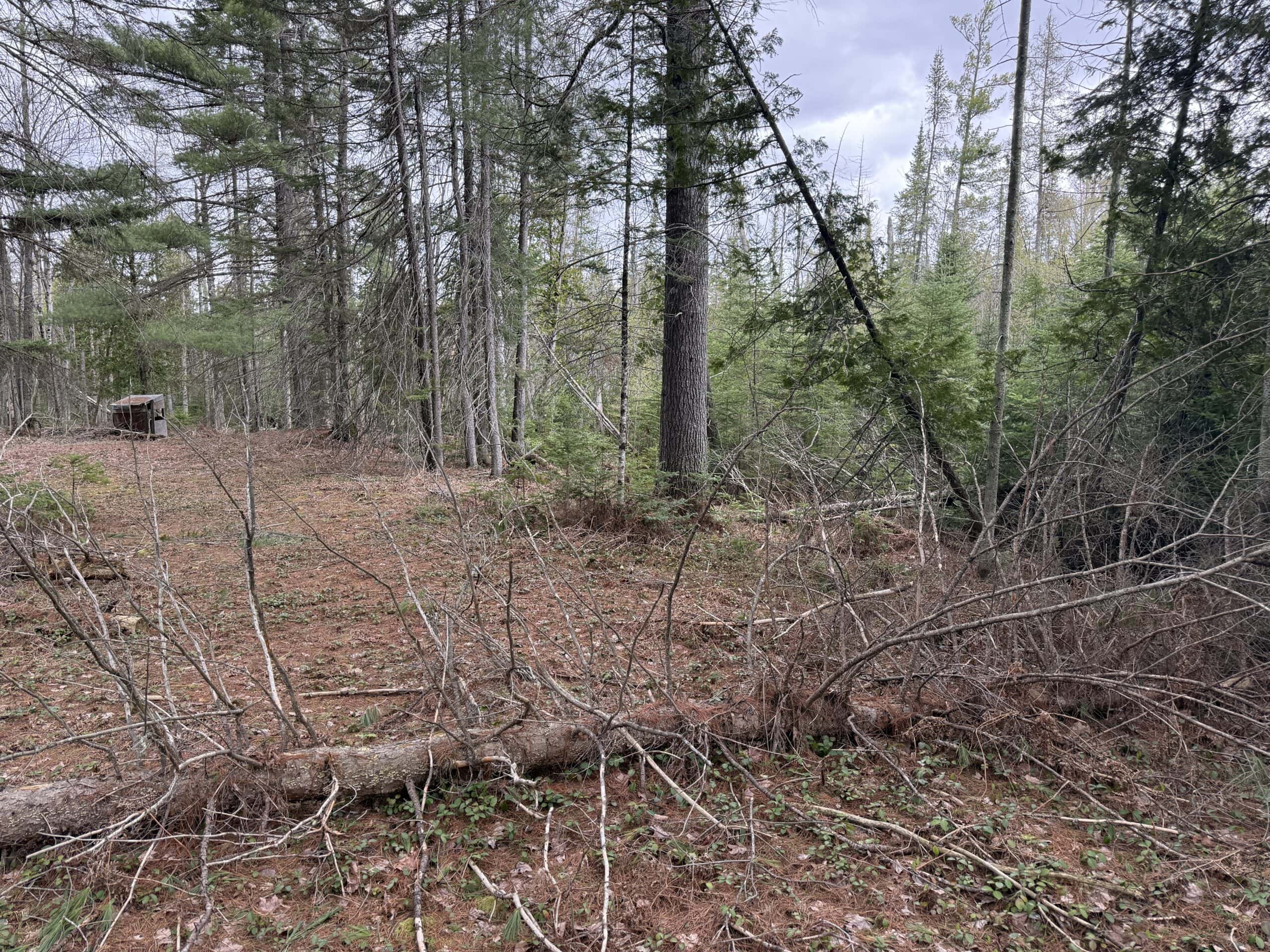 25+ Acres w/ Build Site + State Land Access – Hunt & Build in One Spot