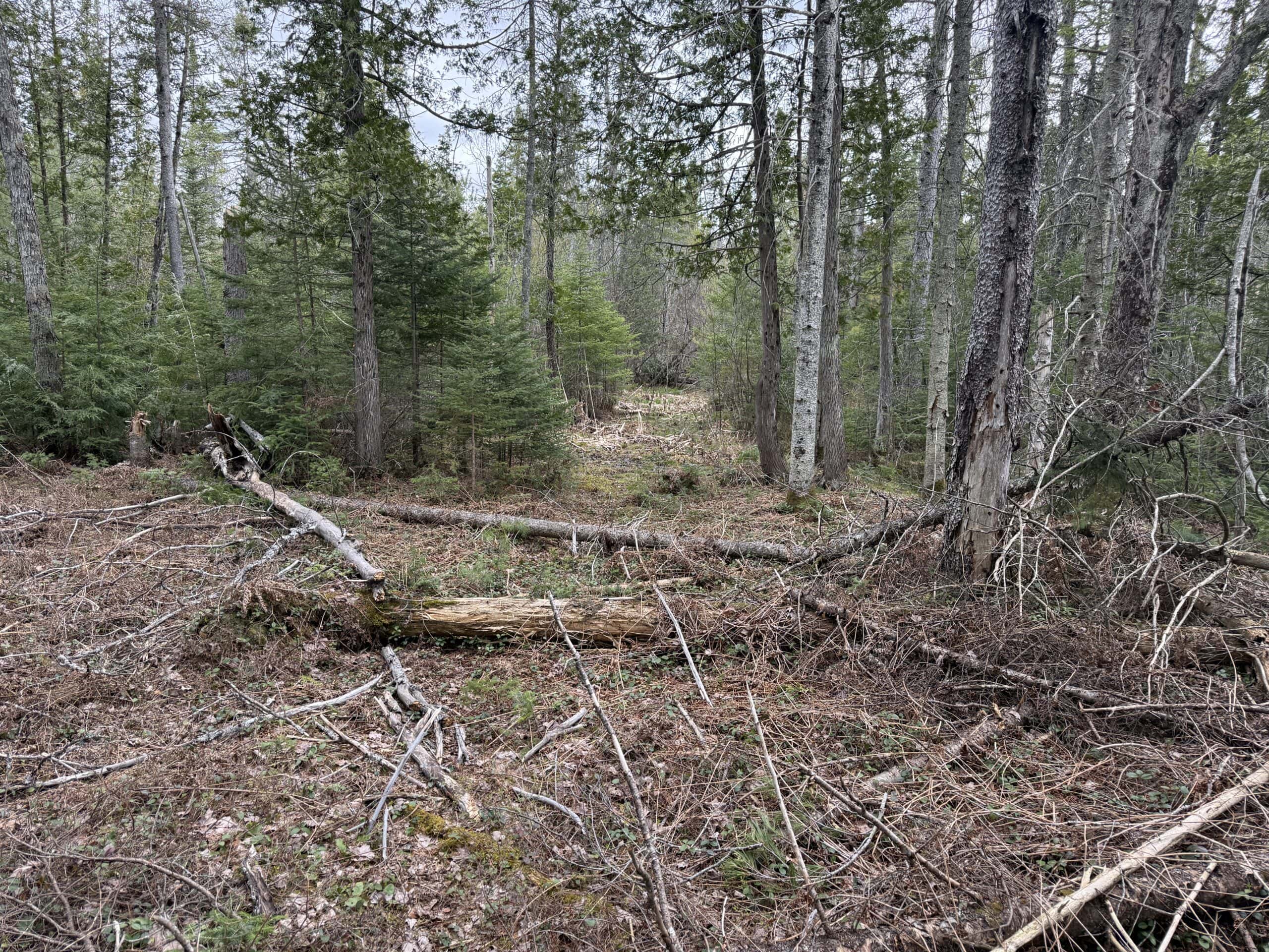 25+ Acres w/ Build Site + State Land Access – Hunt & Build in One Spot