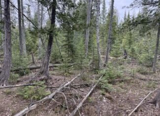 33.5 Acres – Ultimate Hunting Basecamp w/ US-131 Frontage + Direct State Land Access