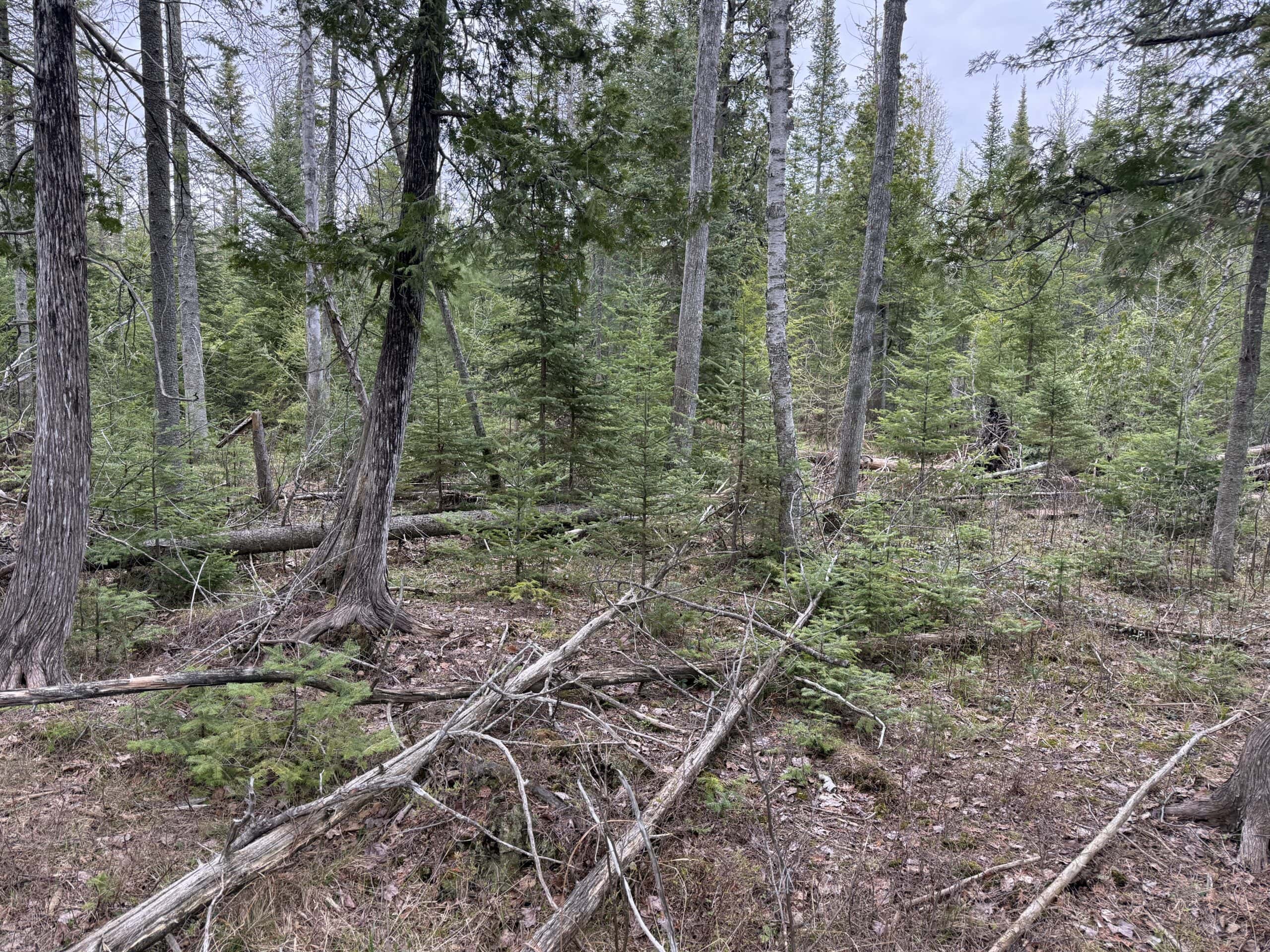 33.5 Acres – Ultimate Hunting Basecamp w/ US-131 Frontage + Direct State Land Access