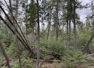33.5 Acres – Ultimate Hunting Basecamp w/ US-131 Frontage + Direct State Land Access