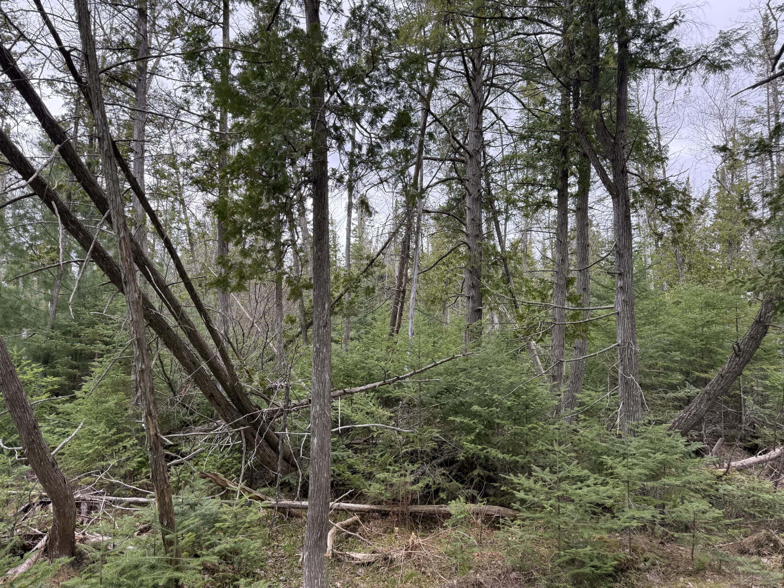 33.5 Acres – Ultimate Hunting Basecamp w/ US-131 Frontage + Direct State Land Access