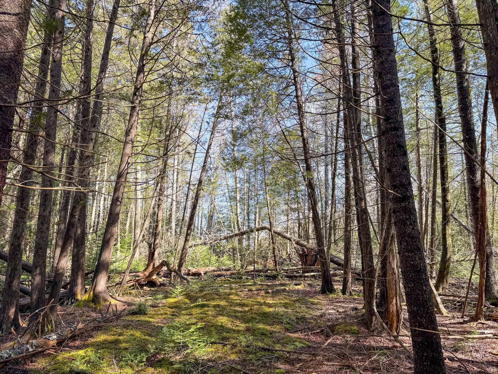 Large Land Parcel with Potential – Ellsworth, Maine