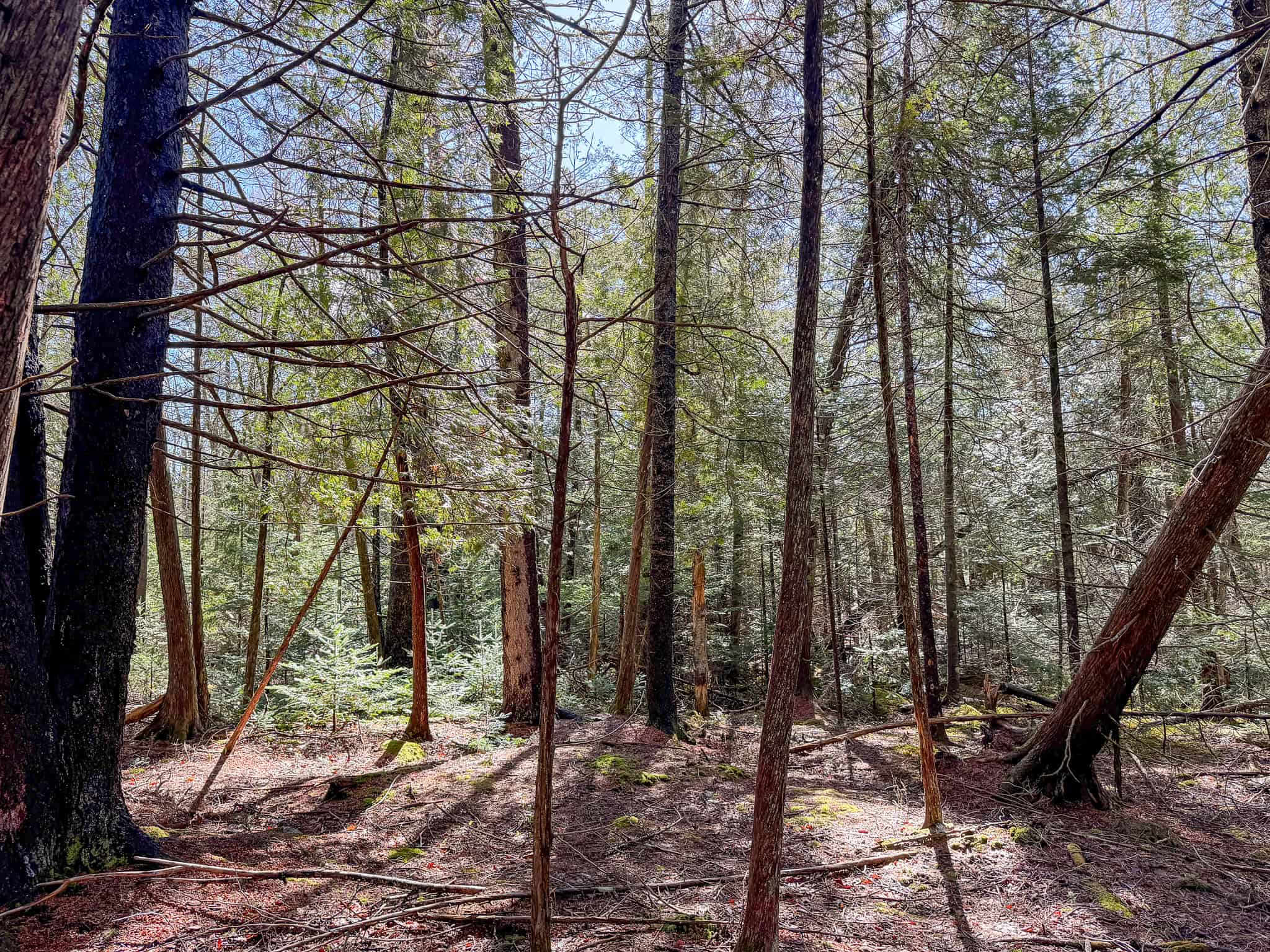 Large Land Parcel with Potential – Ellsworth, Maine