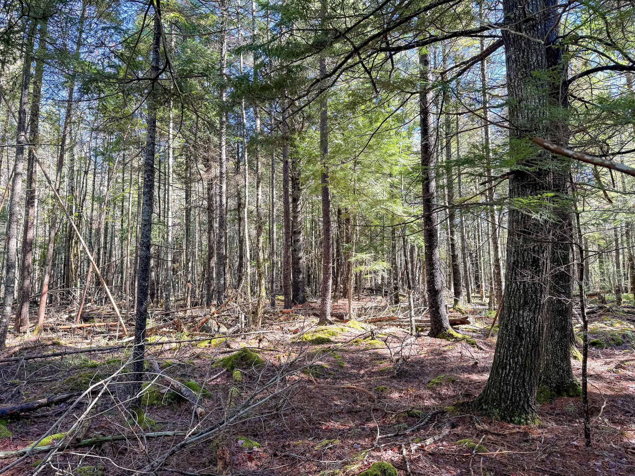 Large Land Parcel with Potential – Ellsworth, Maine