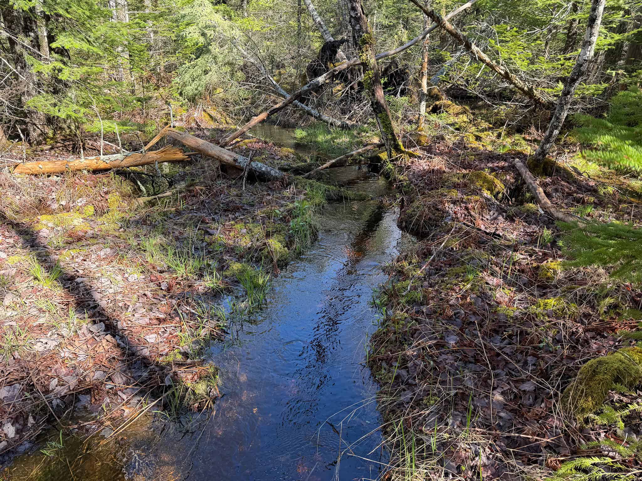 Large Land Parcel with Potential – Ellsworth, Maine