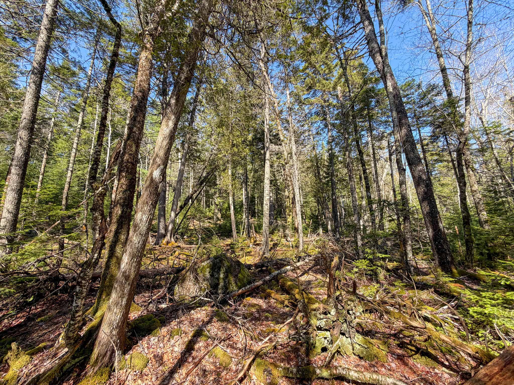 Large Land Parcel with Potential – Ellsworth, Maine