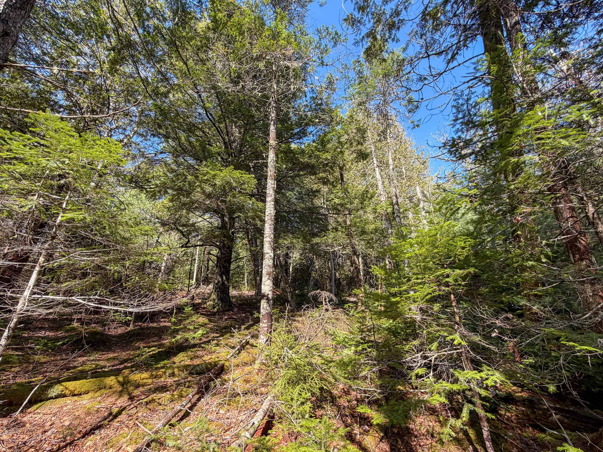Large Land Parcel with Potential – Ellsworth, Maine