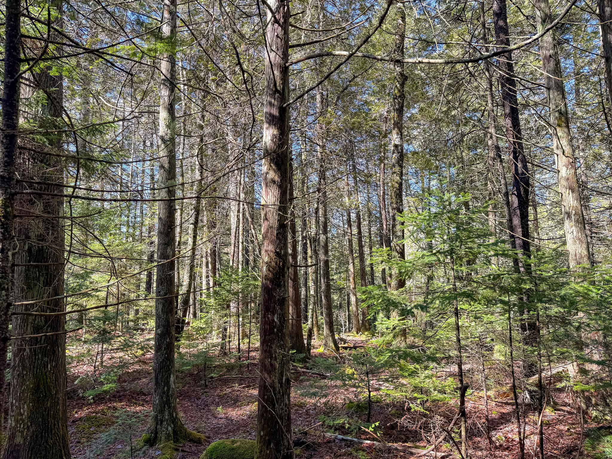 Large Land Parcel with Potential – Ellsworth, Maine