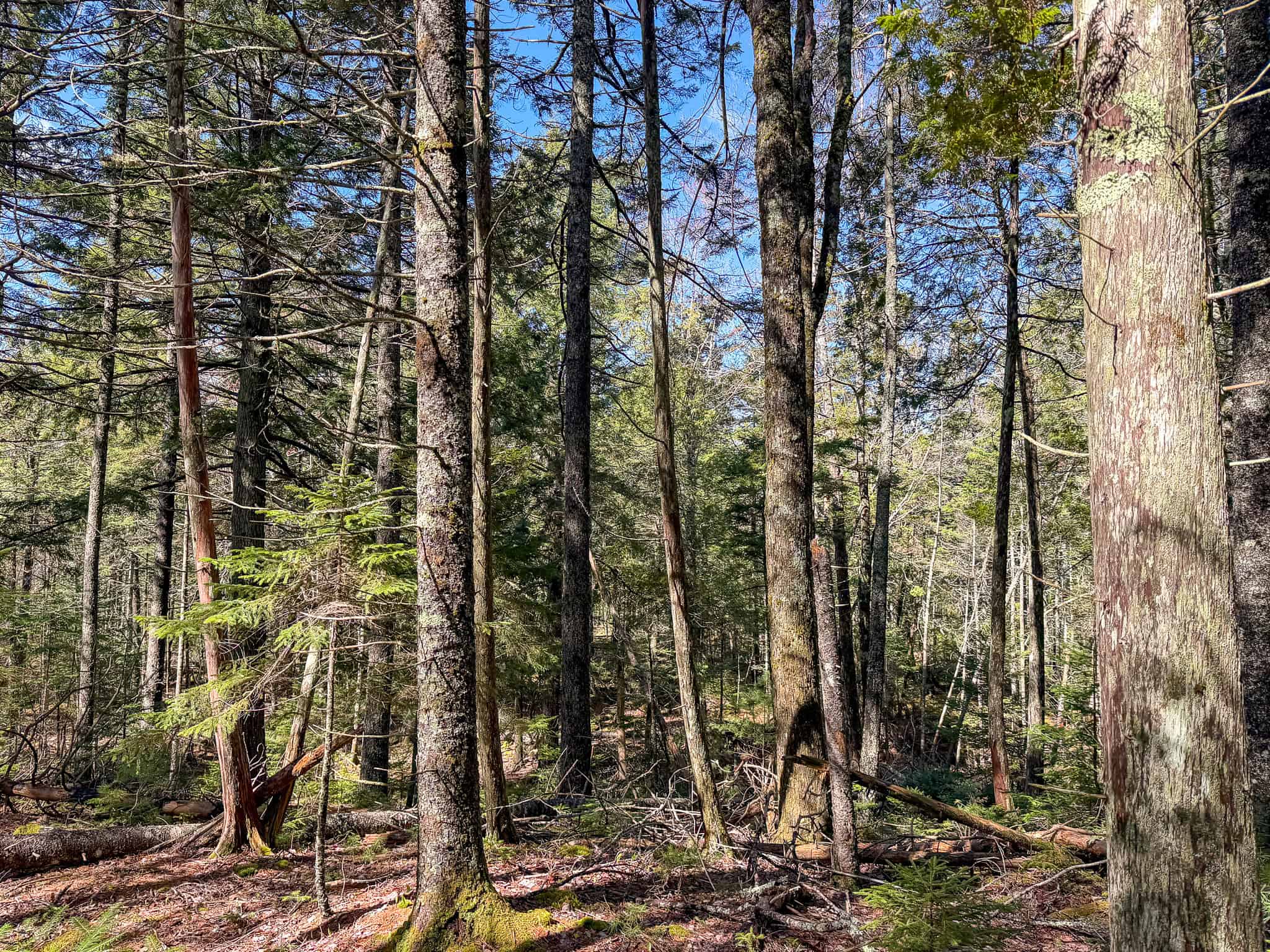 Large Land Parcel with Potential – Ellsworth, Maine