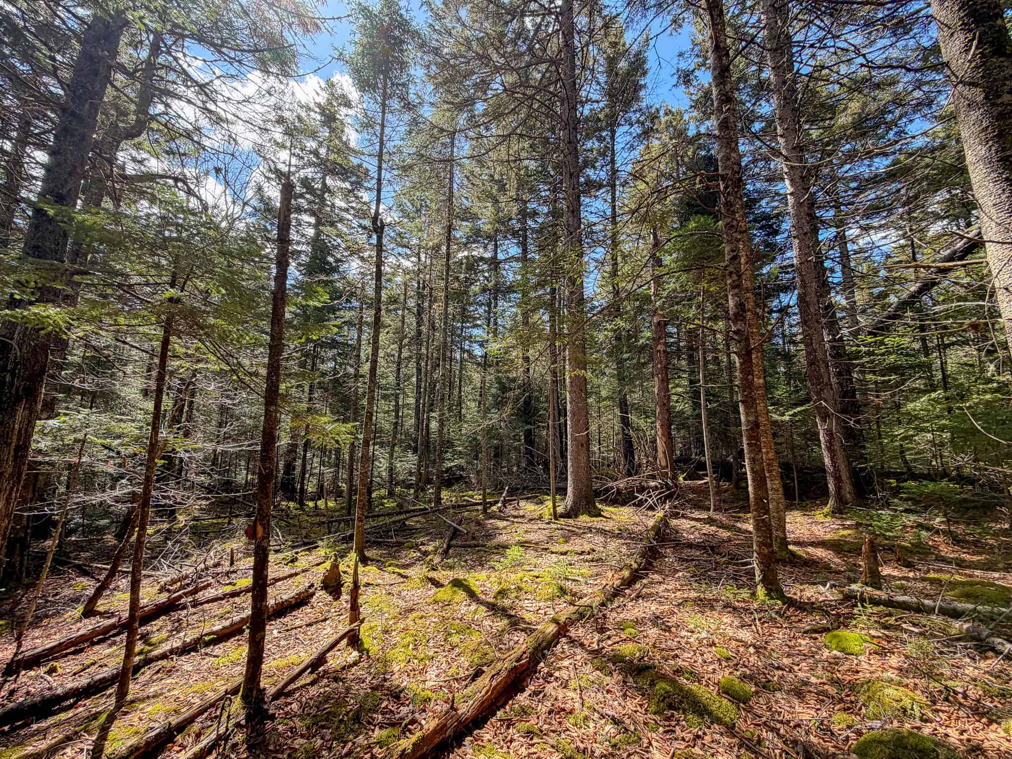 Large Land Parcel with Potential – Ellsworth, Maine