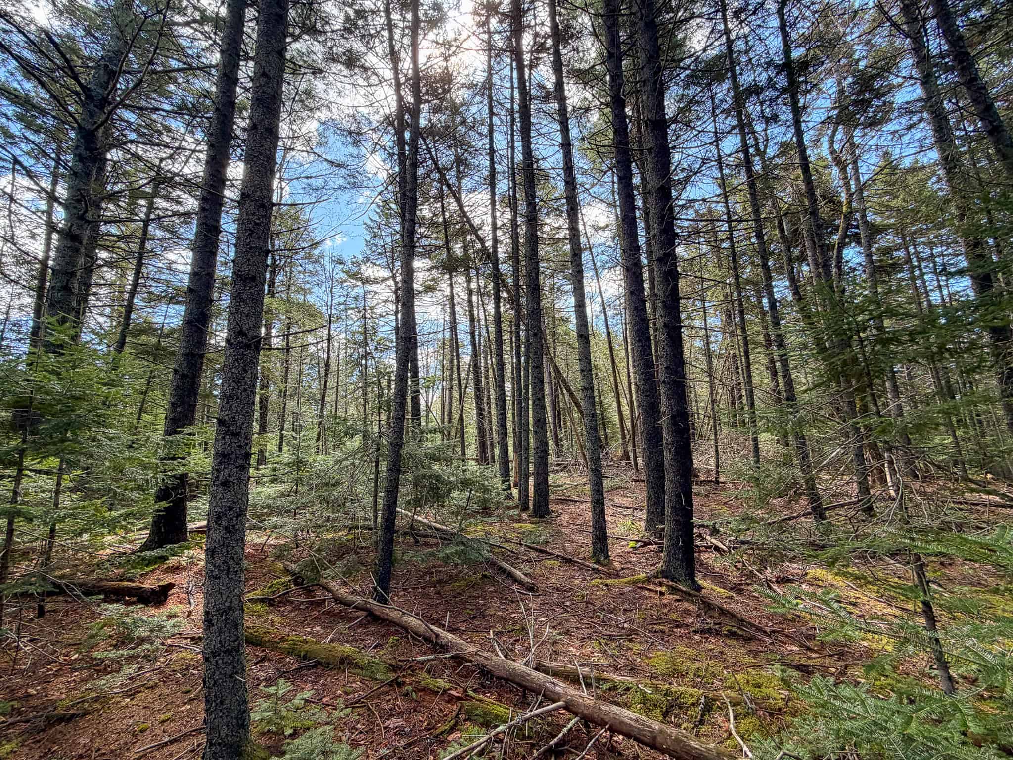 Large Land Parcel with Potential – Ellsworth, Maine