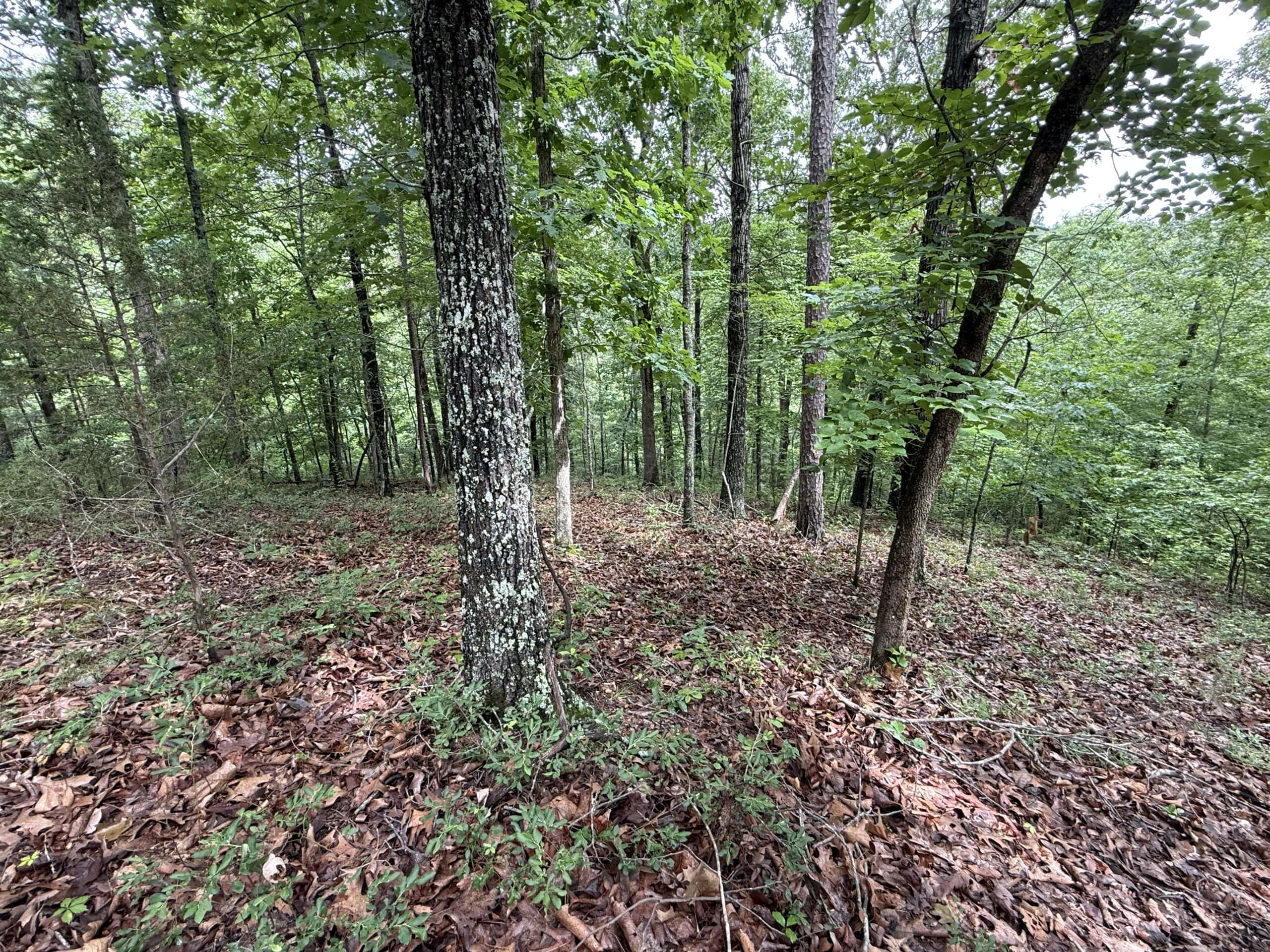HUNTING LAND FOR SALE IN NORTH CENTRAL ARKANSAS