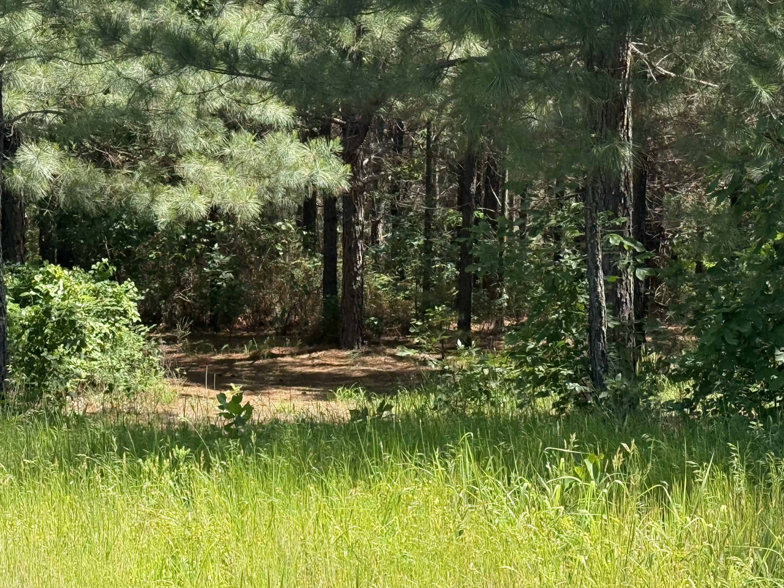 CABIN WITH HUNTING LAND FOR SALE IN NORTH CENTRAL ARKANSAS
