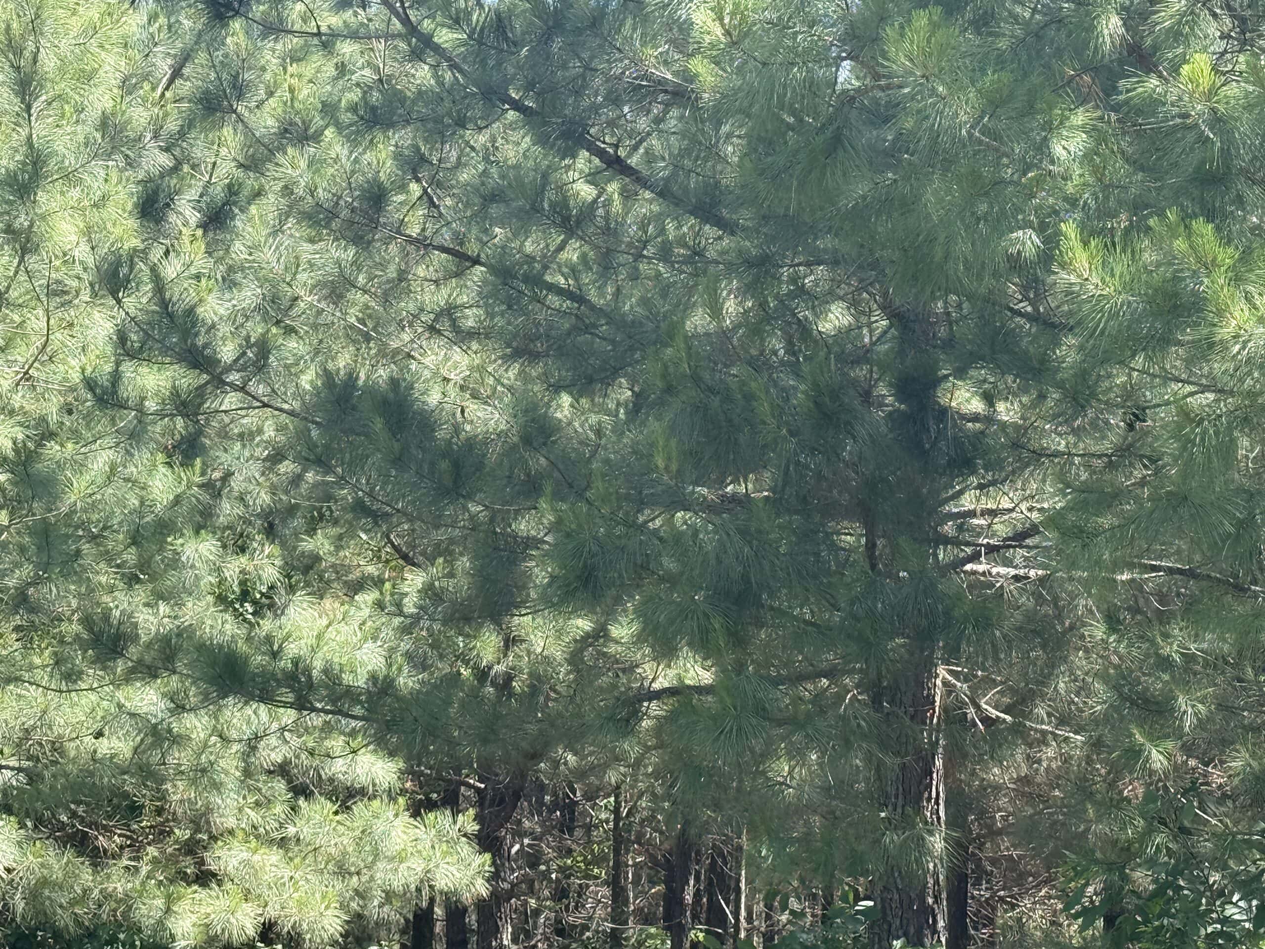 CABIN WITH HUNTING LAND FOR SALE IN NORTH CENTRAL ARKANSAS
