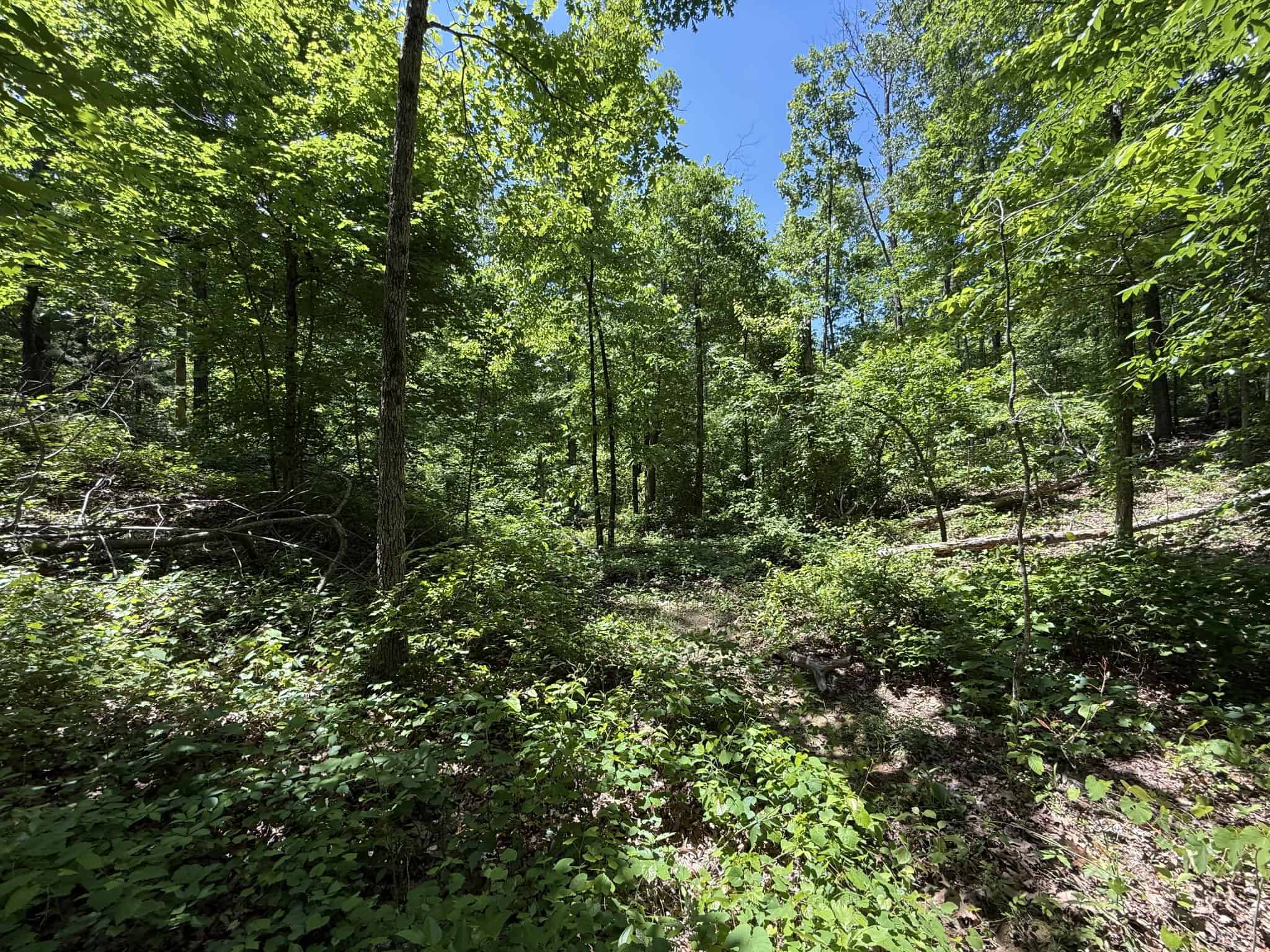 WOODED LAND, ROLLING HILLS NEAR PICKWICK LAKE