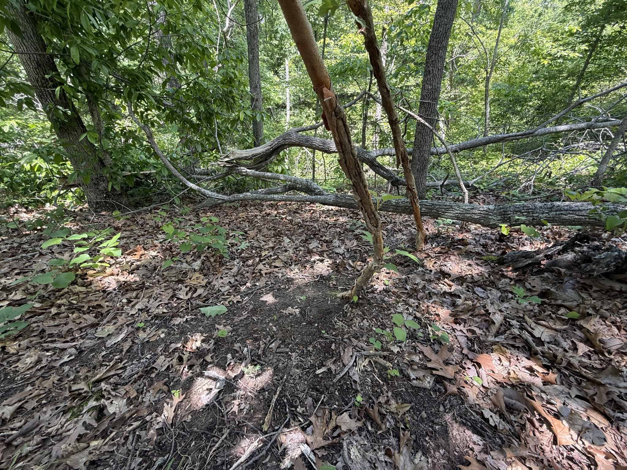 WOODED LAND, ROLLING HILLS NEAR PICKWICK LAKE