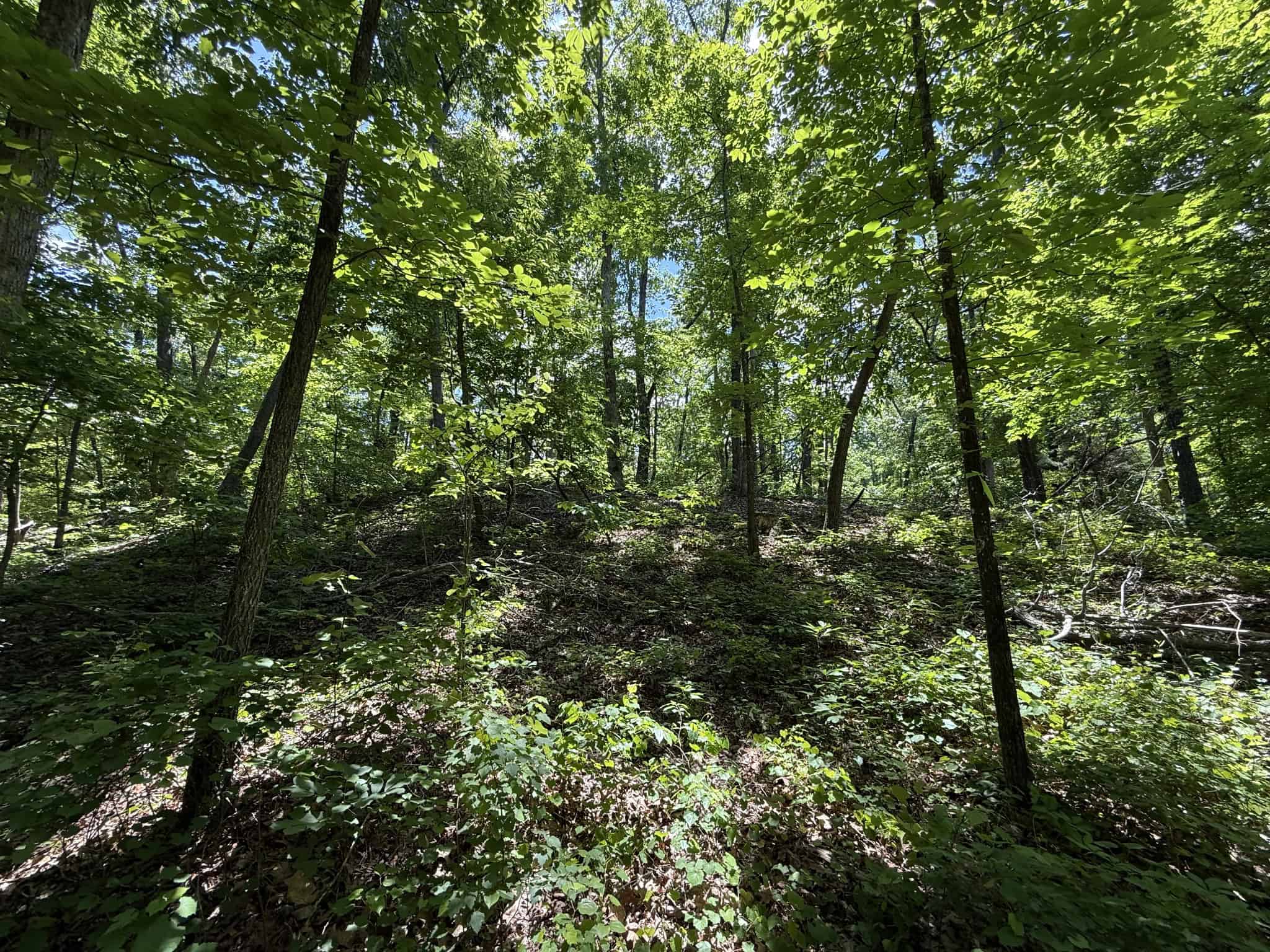 WOODED LAND, ROLLING HILLS NEAR PICKWICK LAKE